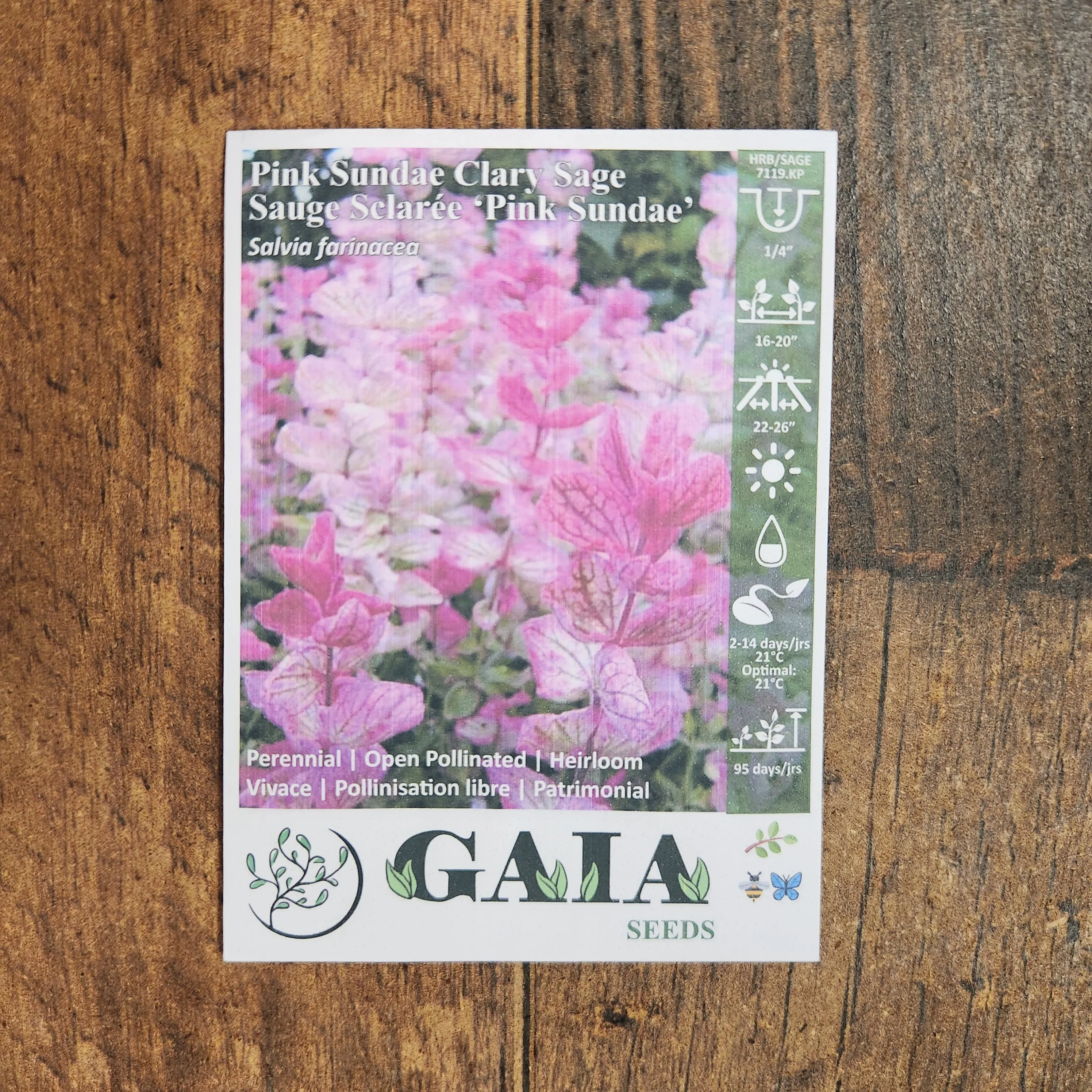 Salvia sclarée 'Pink Sundae' bio - Image 2