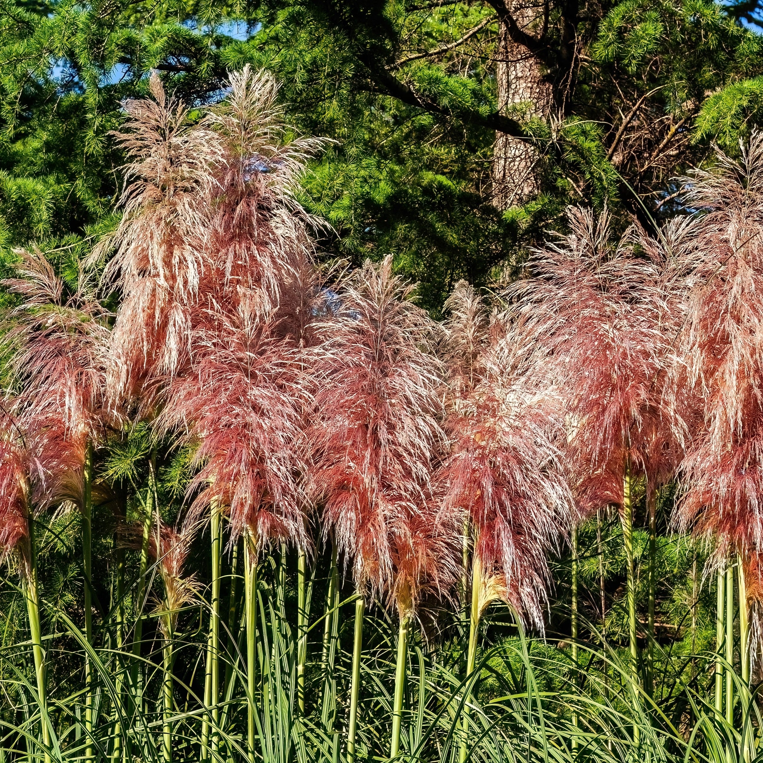 Herbe ornementale 'Pampas Plume Pink'