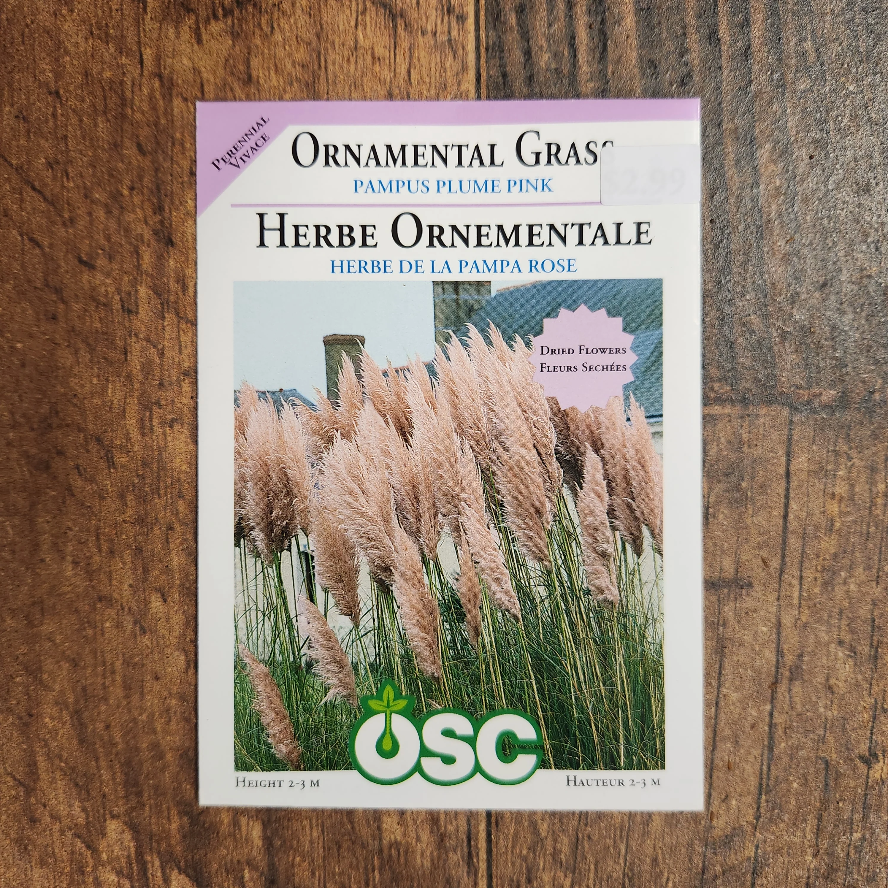 Herbe ornementale 'Pampas Plume Pink' - Image 2
