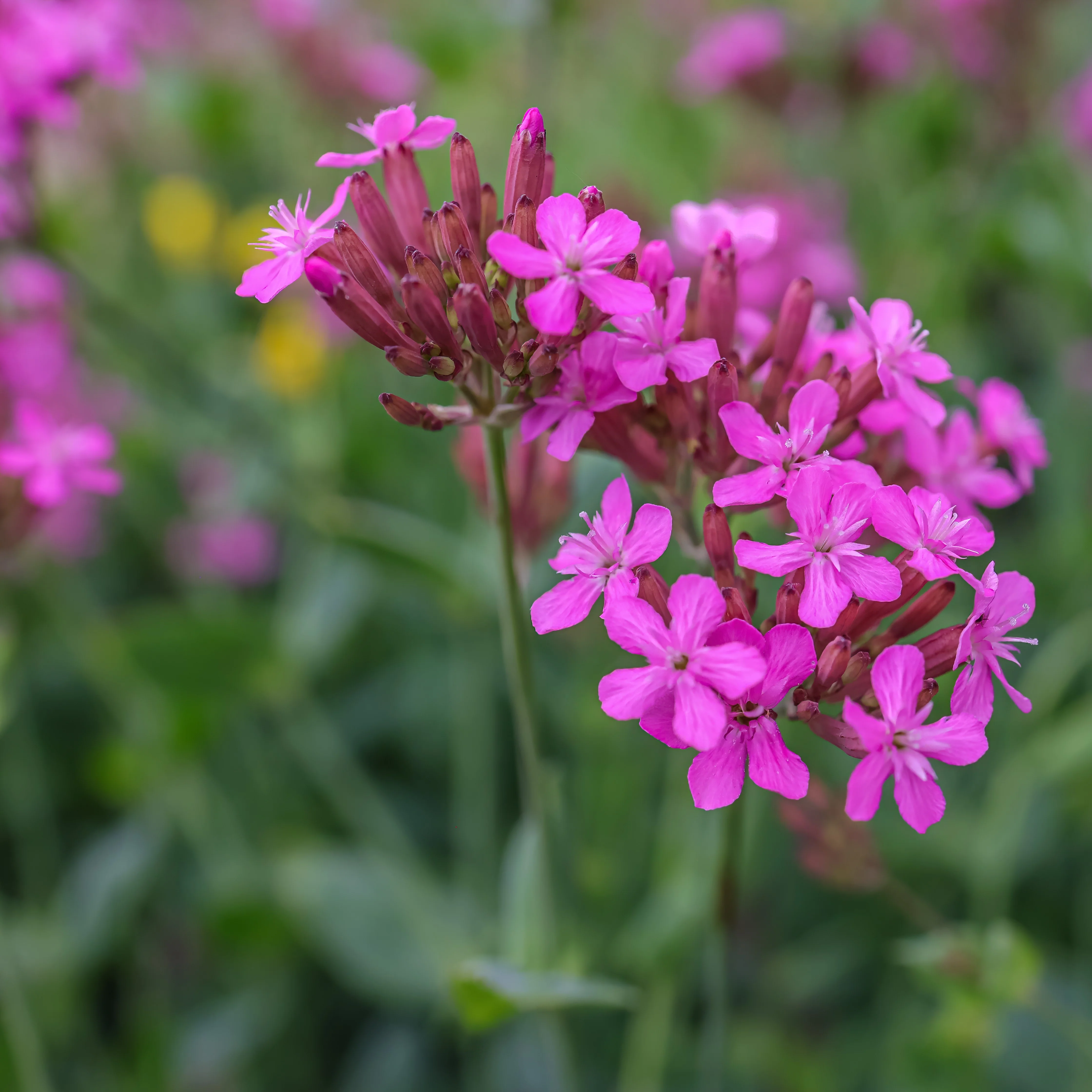 SilĂšne 'Wildflower Catchfly'