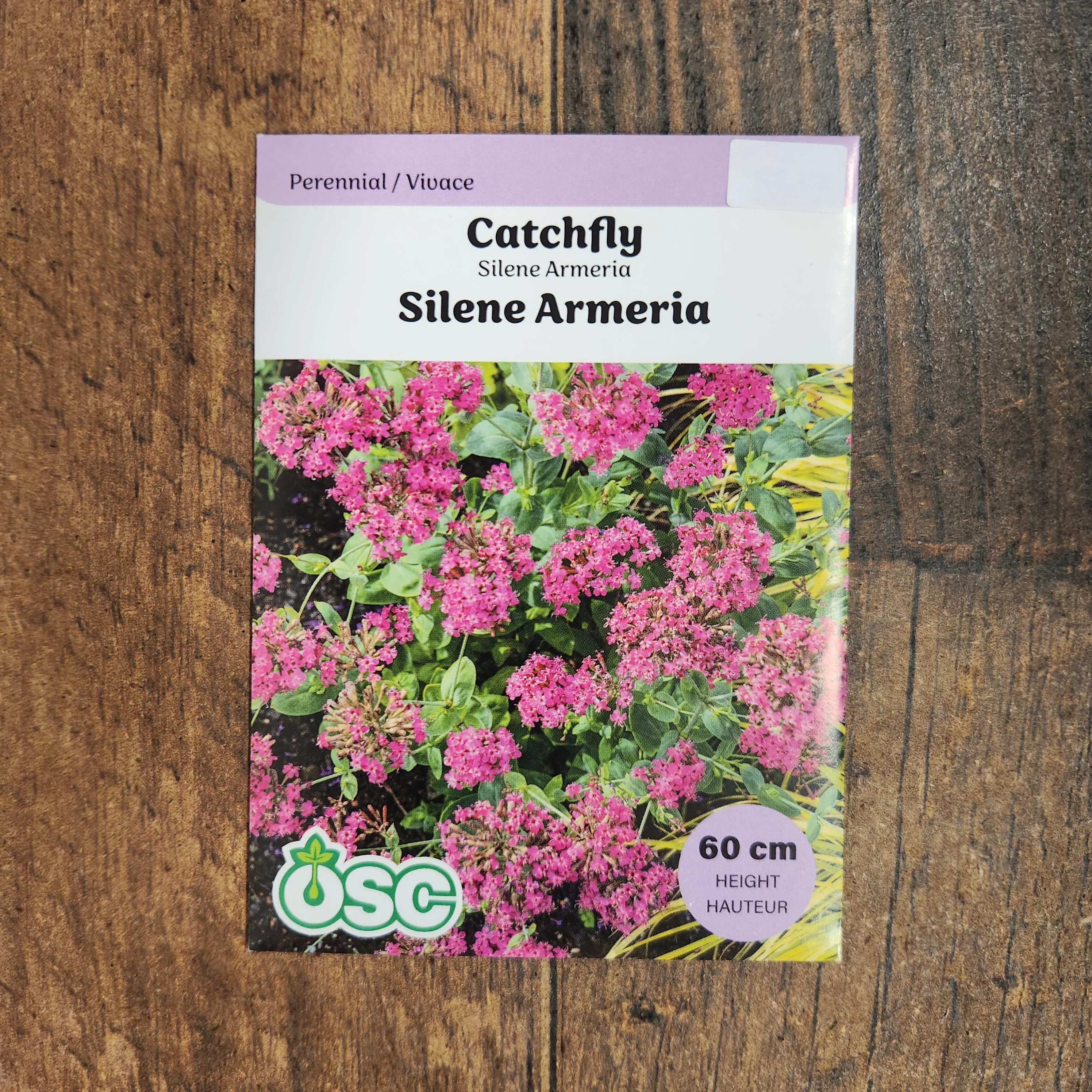 SilĂšne 'Wildflower Catchfly' - Image 2