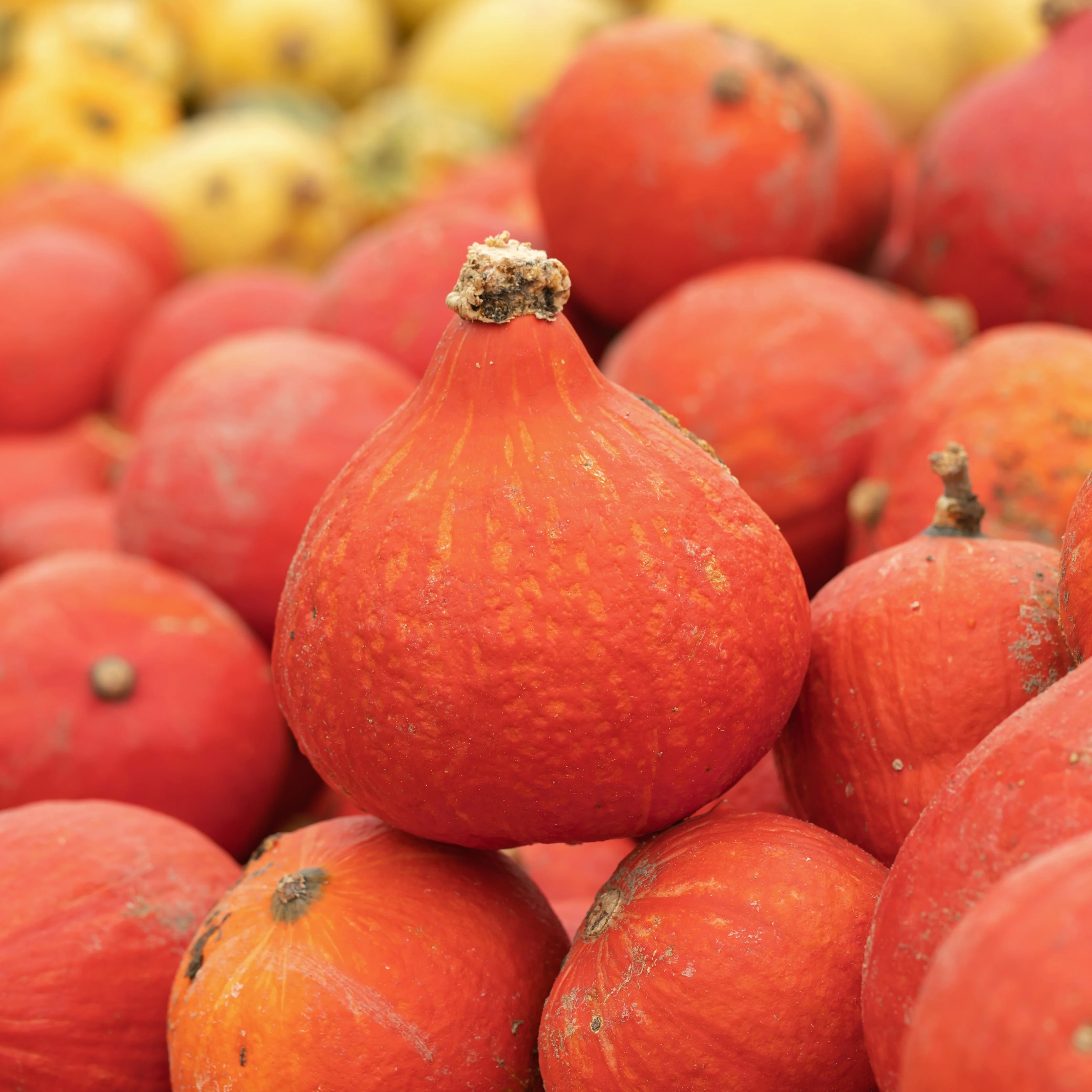 Courge 'Red Kuri' bio