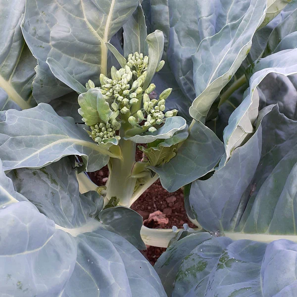 Brocoli 'Gai Lan Blue Star' bio