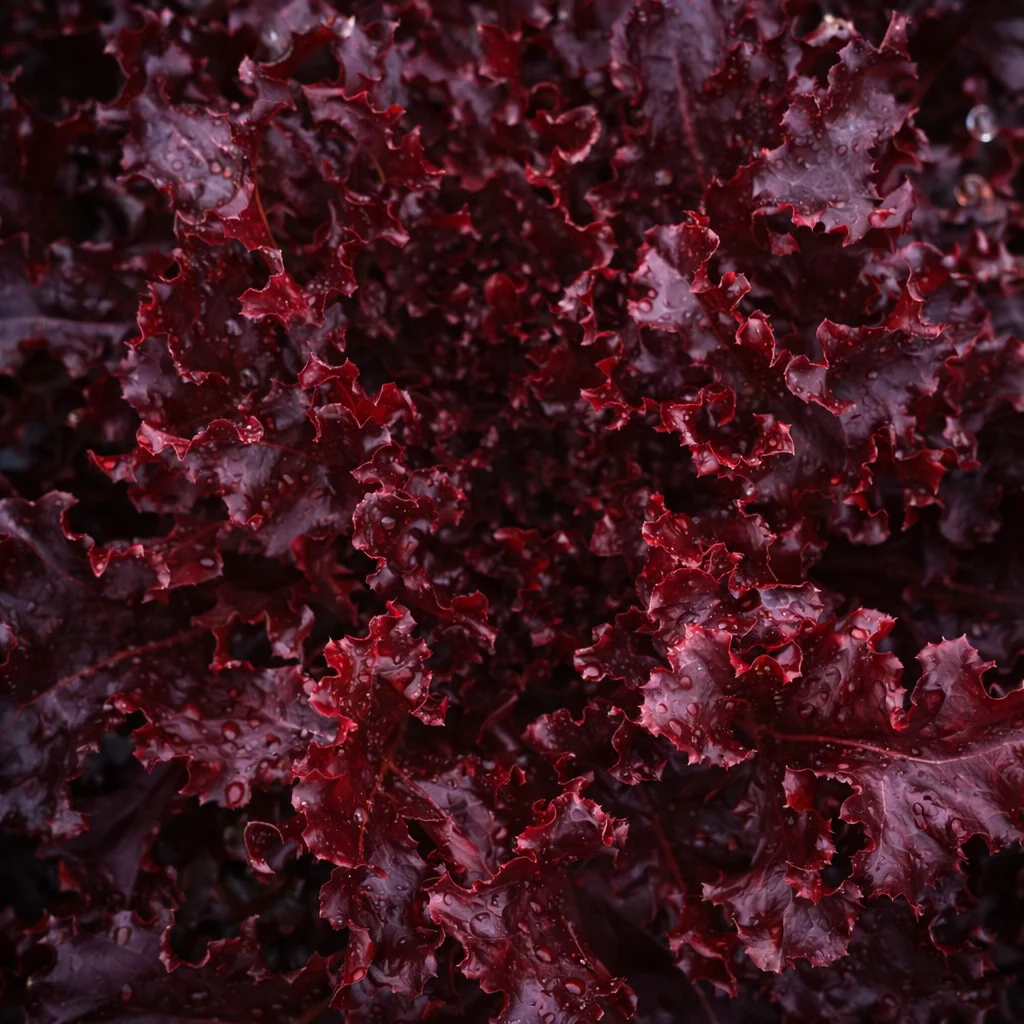 Laitue feuille de chĂȘne 'Red Salad Bowl' bio