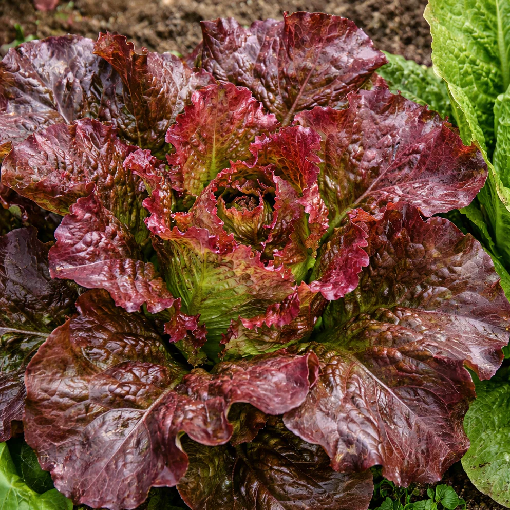 Laitue romaine 'Outredgeous' bio