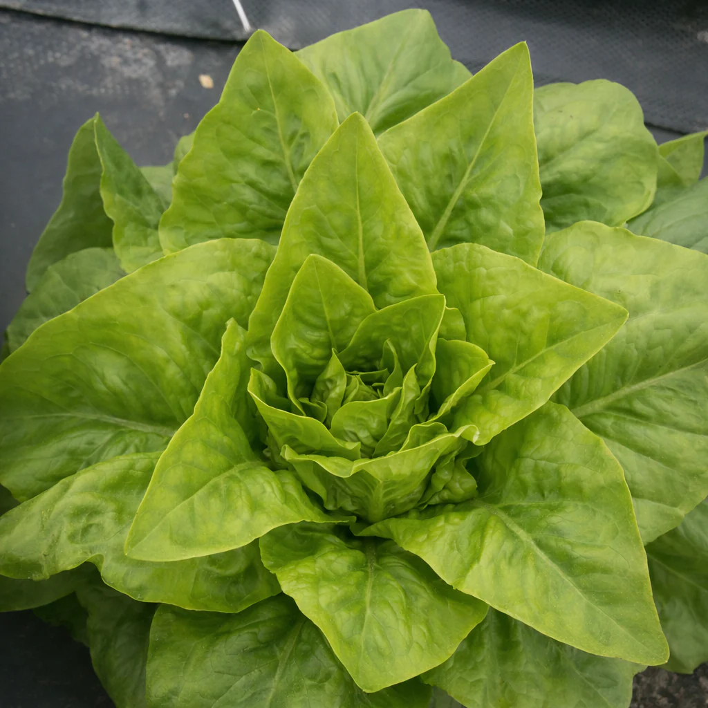 Laitue verte 'Deer Tongue' bio