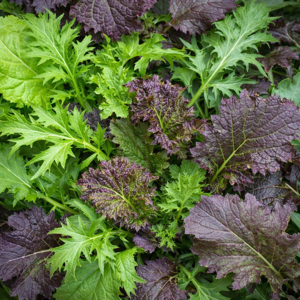 Mesclun Combo Crucifères de Luxe bio