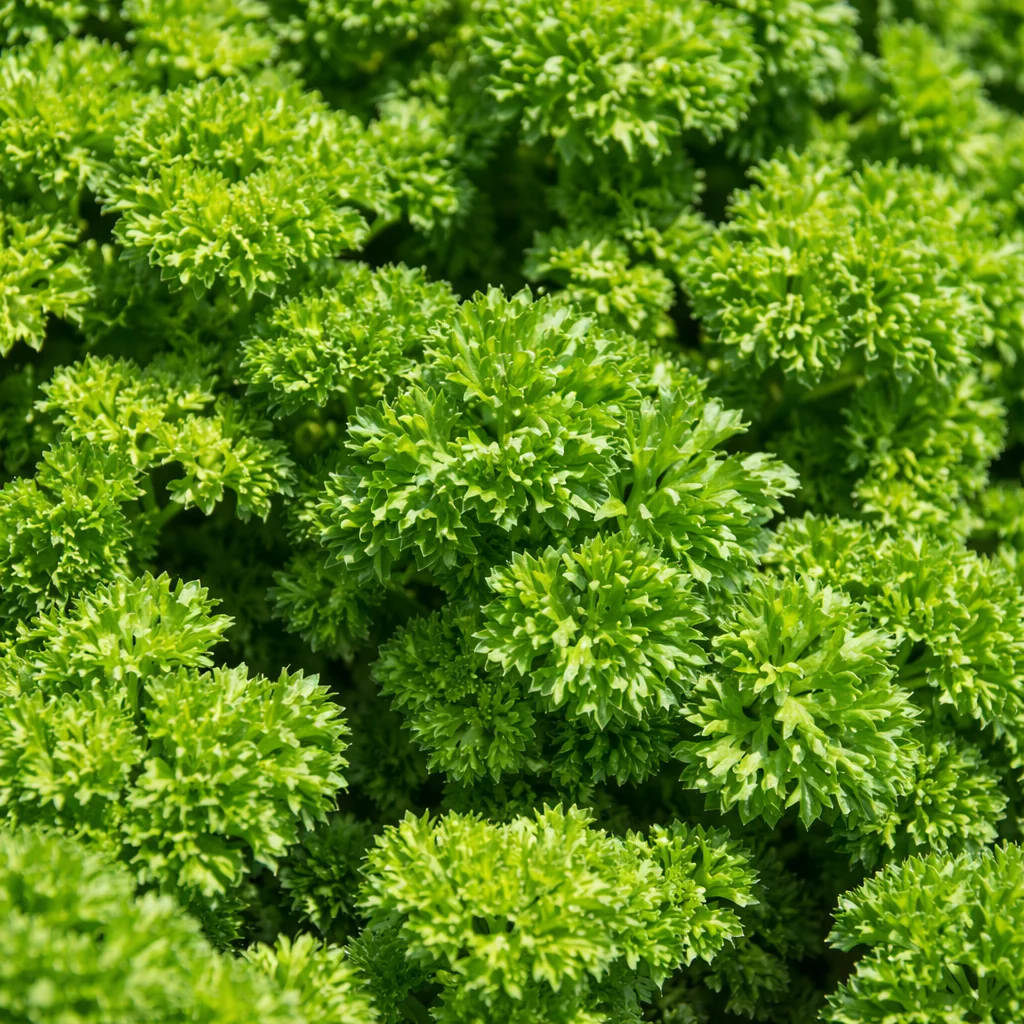 Persil frisé bio