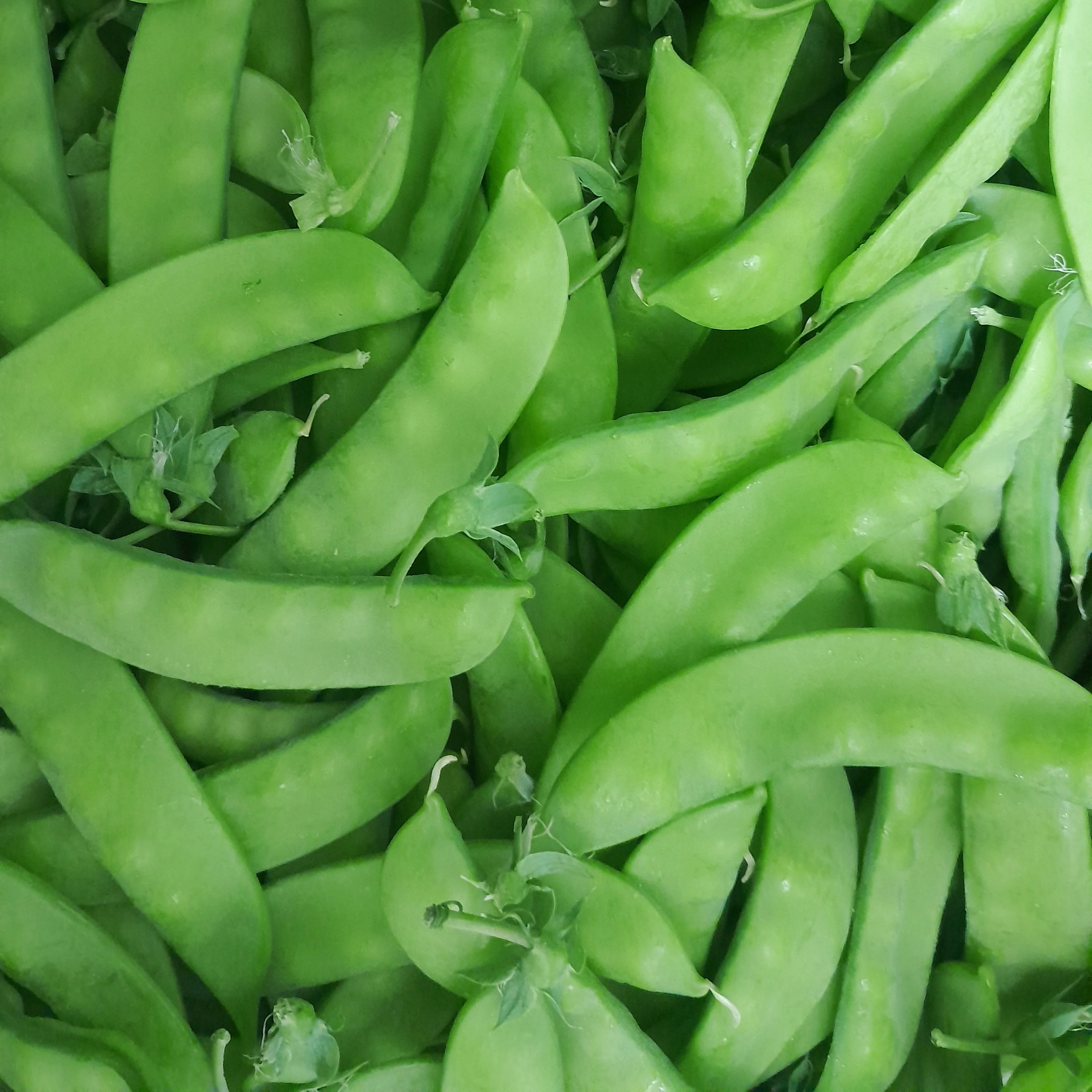 Pois mange-tout 'Sugaree' bio