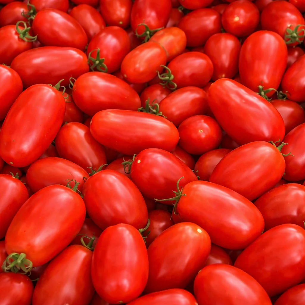 Tomate rouge à sauce 'San Marzano' bio