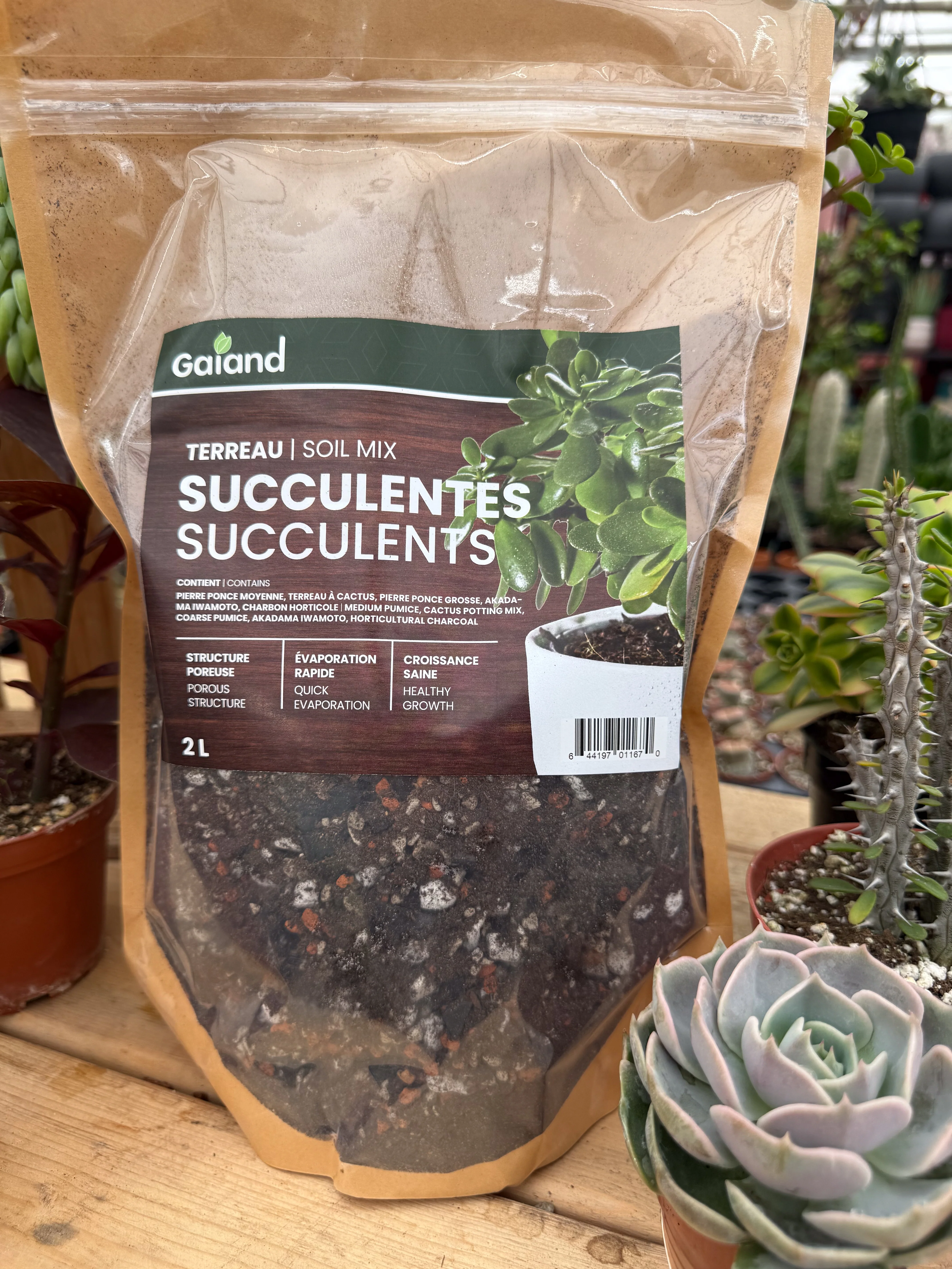 Terreau maison pour plantes succulentes