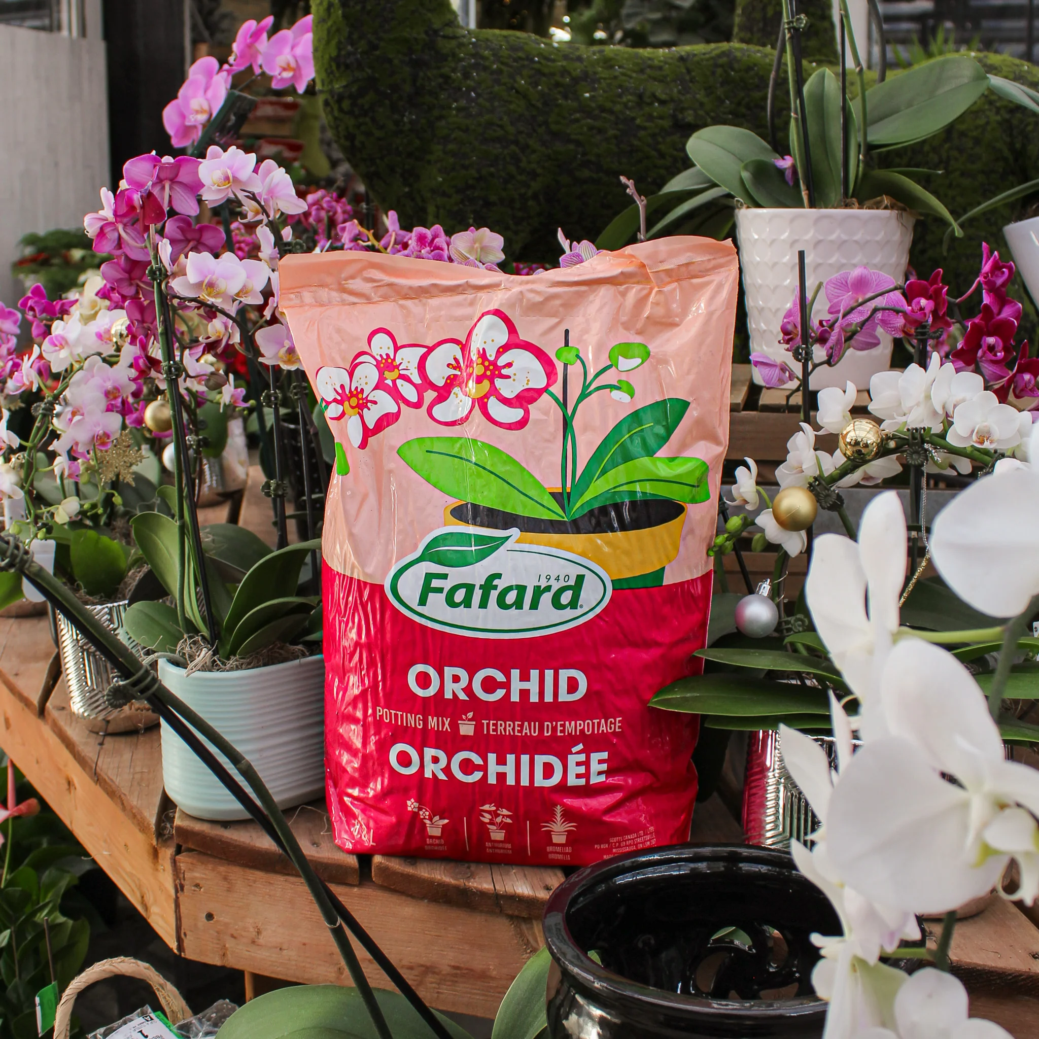 Terreau pour orchidée Fafard