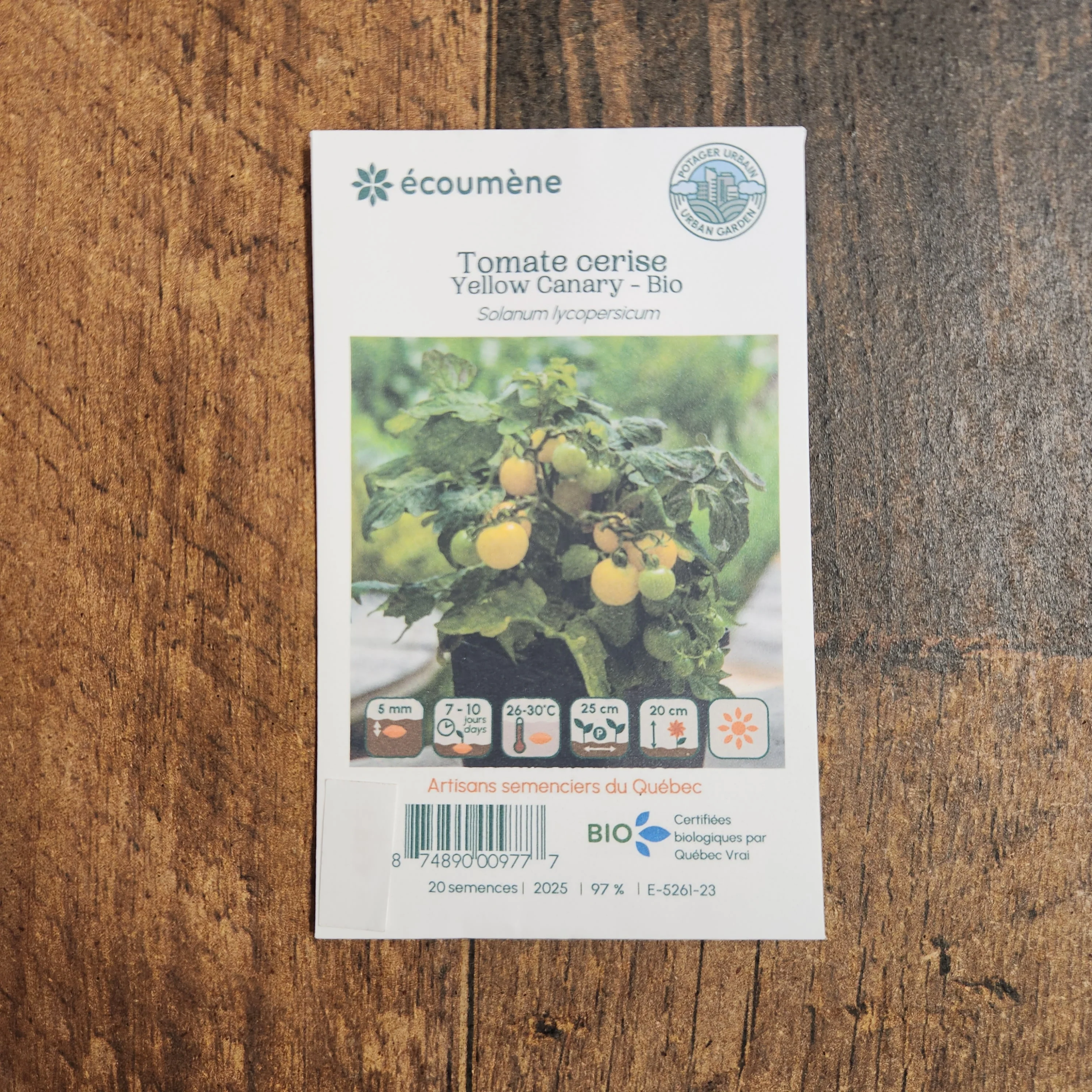 Tomate cerise 'Yellow Canary' bio - Image 2