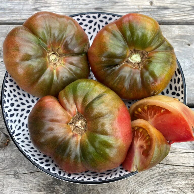 Tomate 'Noire de Crimée' bio