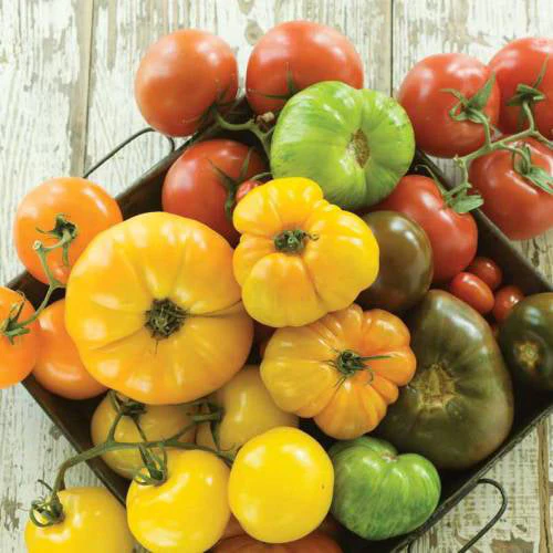 Mélange de tomates gros fruits bio