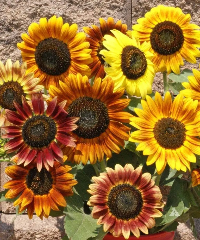 Tournesol 'Autumn Beauty'