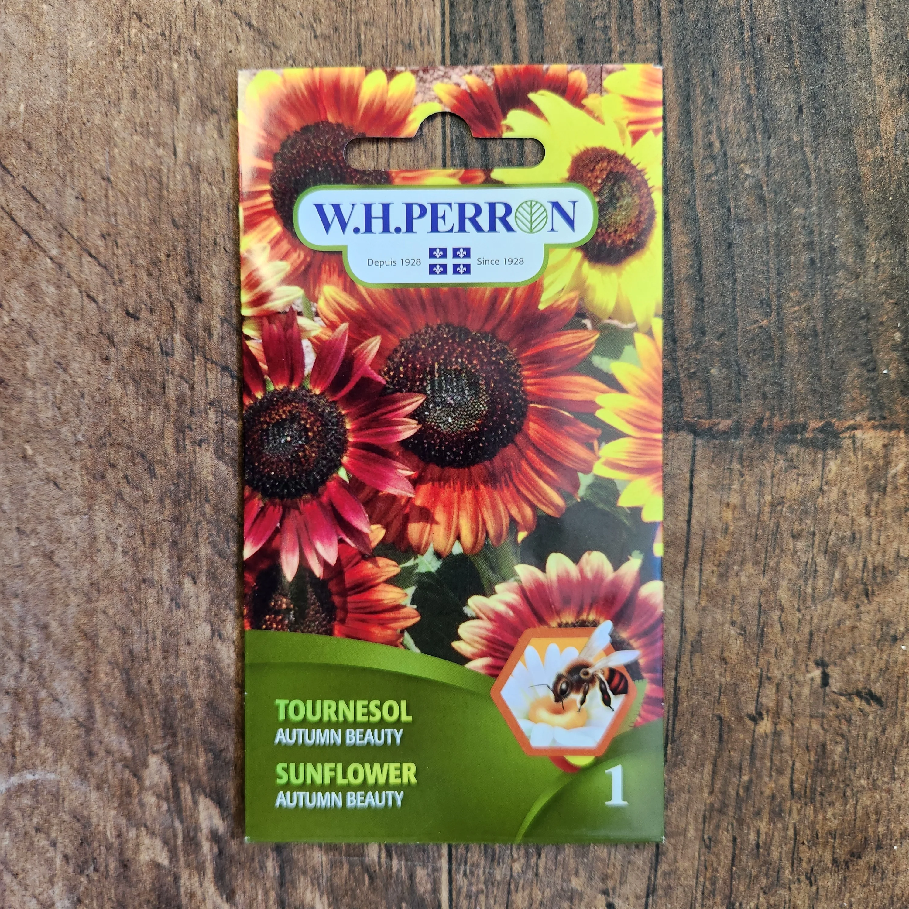 Tournesol 'Autumn Beauty' - Image 2