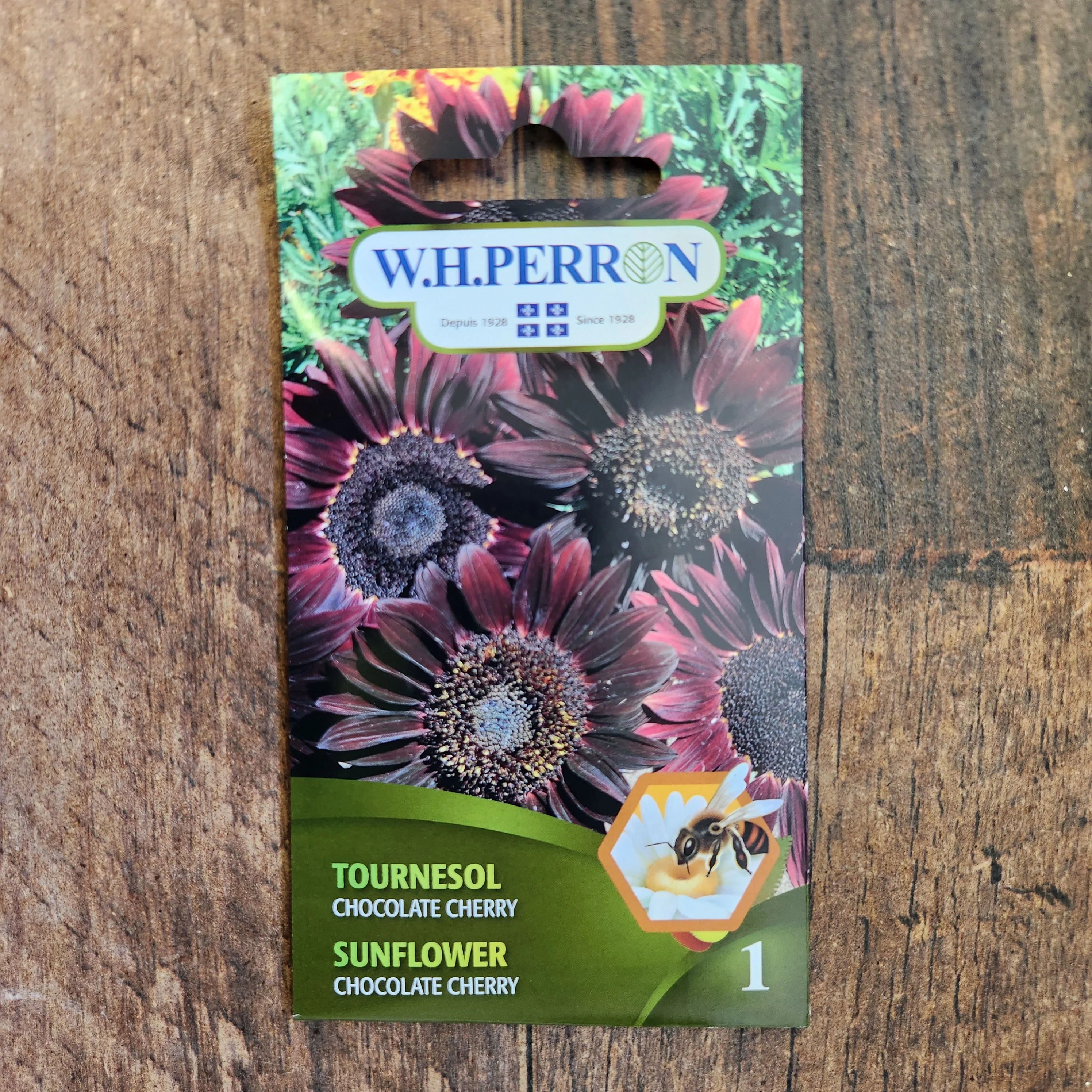 Tournesol 'Chocolat Cherry' - Image 2
