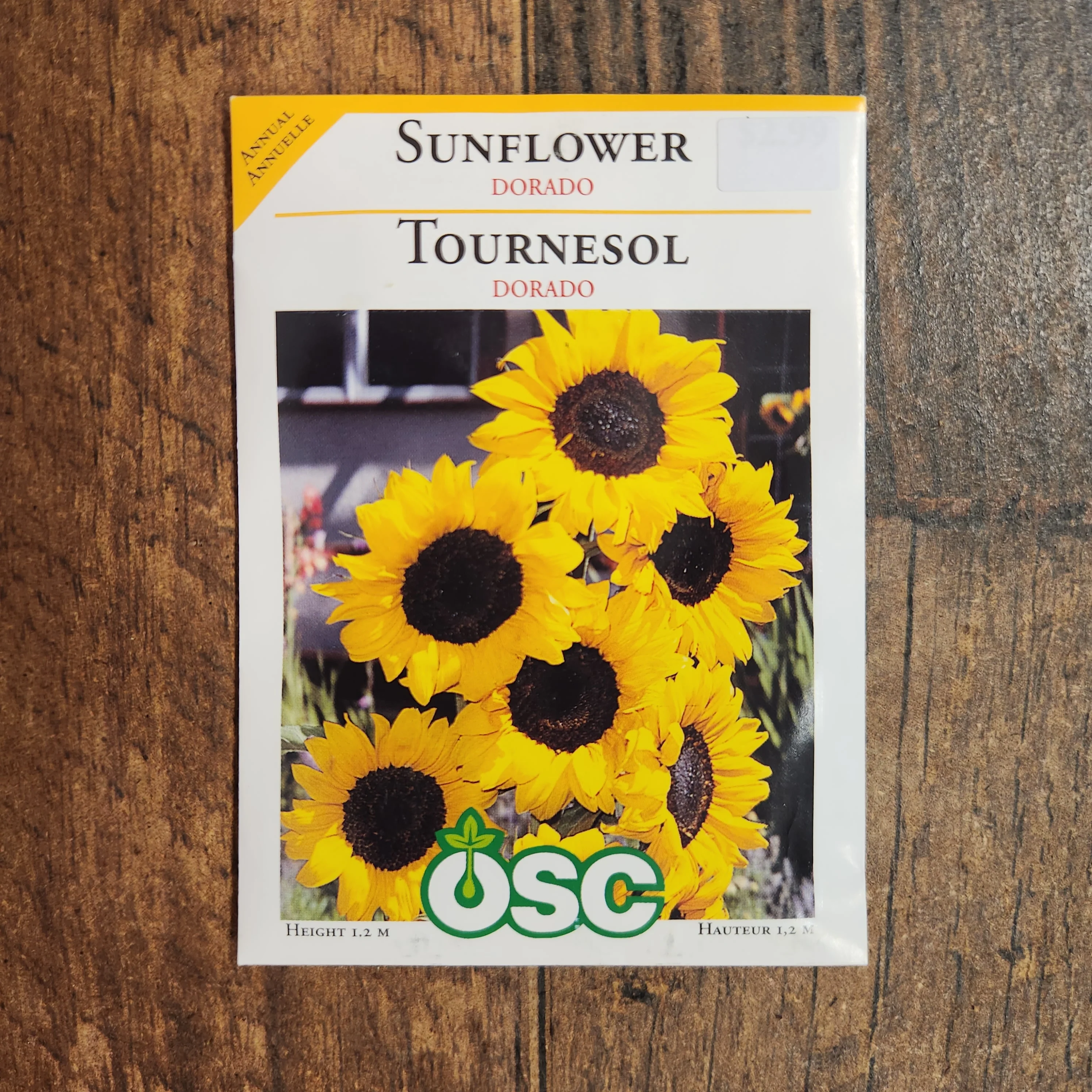Tournesol 'Dorado' - Image 2