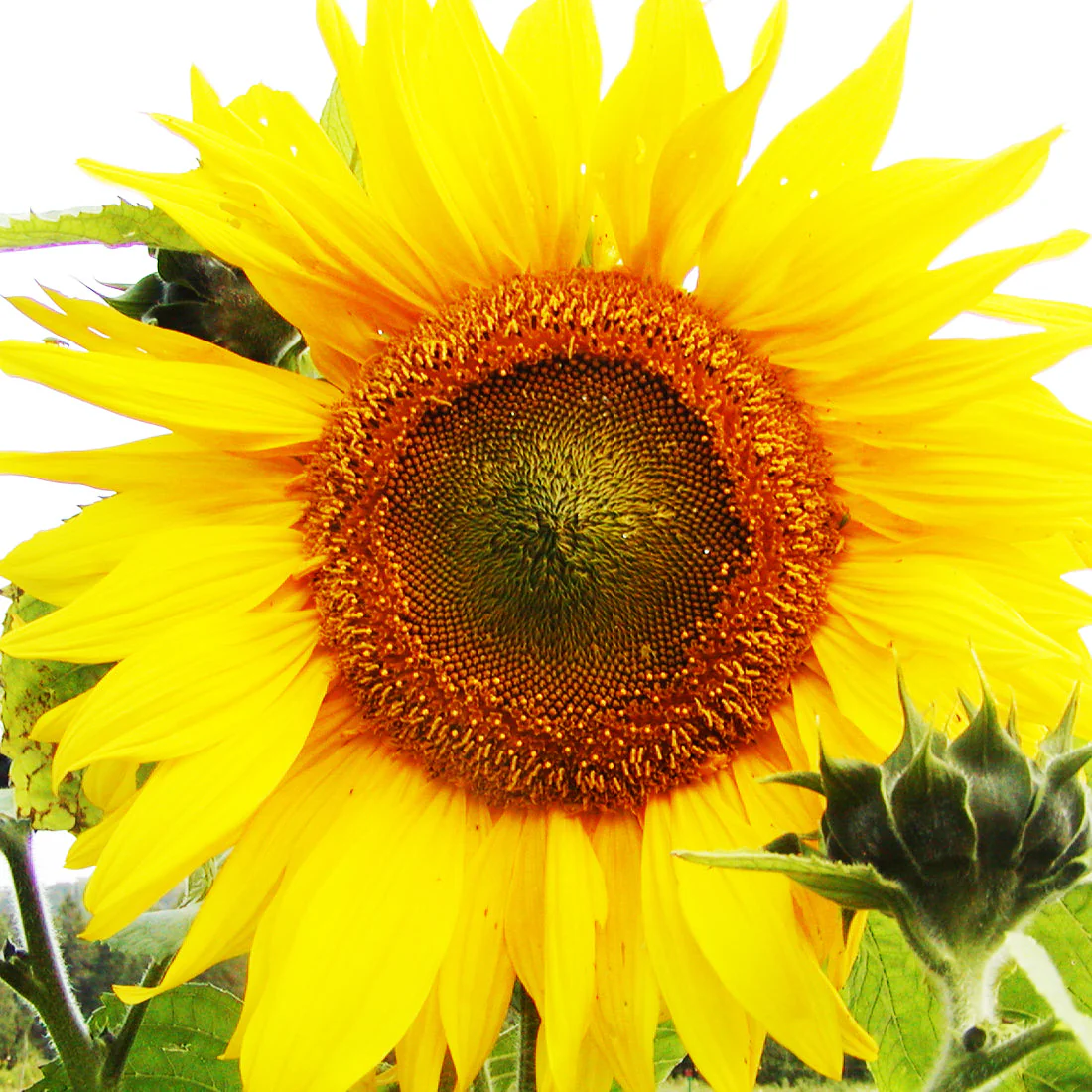 Tournesol 'Mammouth Géant' bio