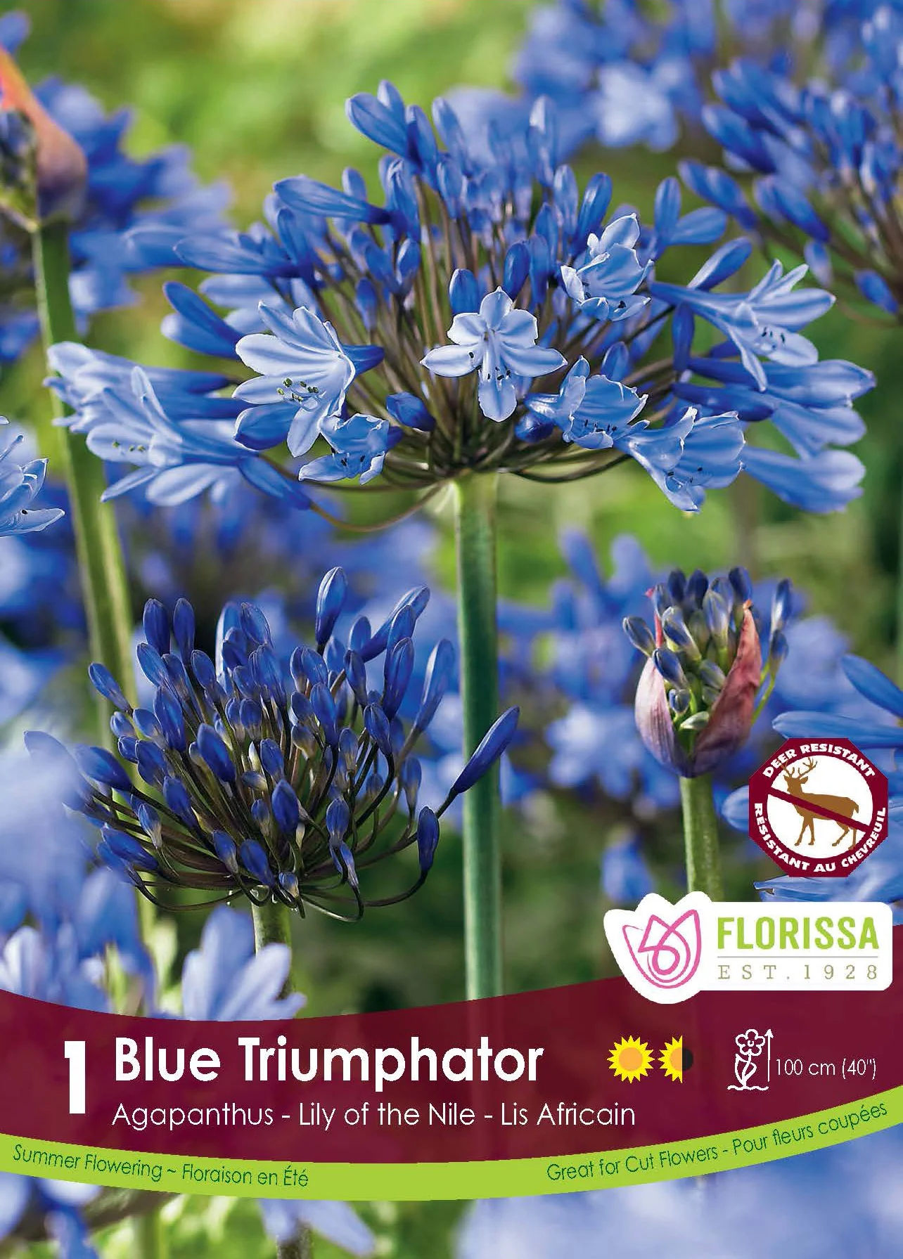 Agapanthe ‘Blue Triumphator’