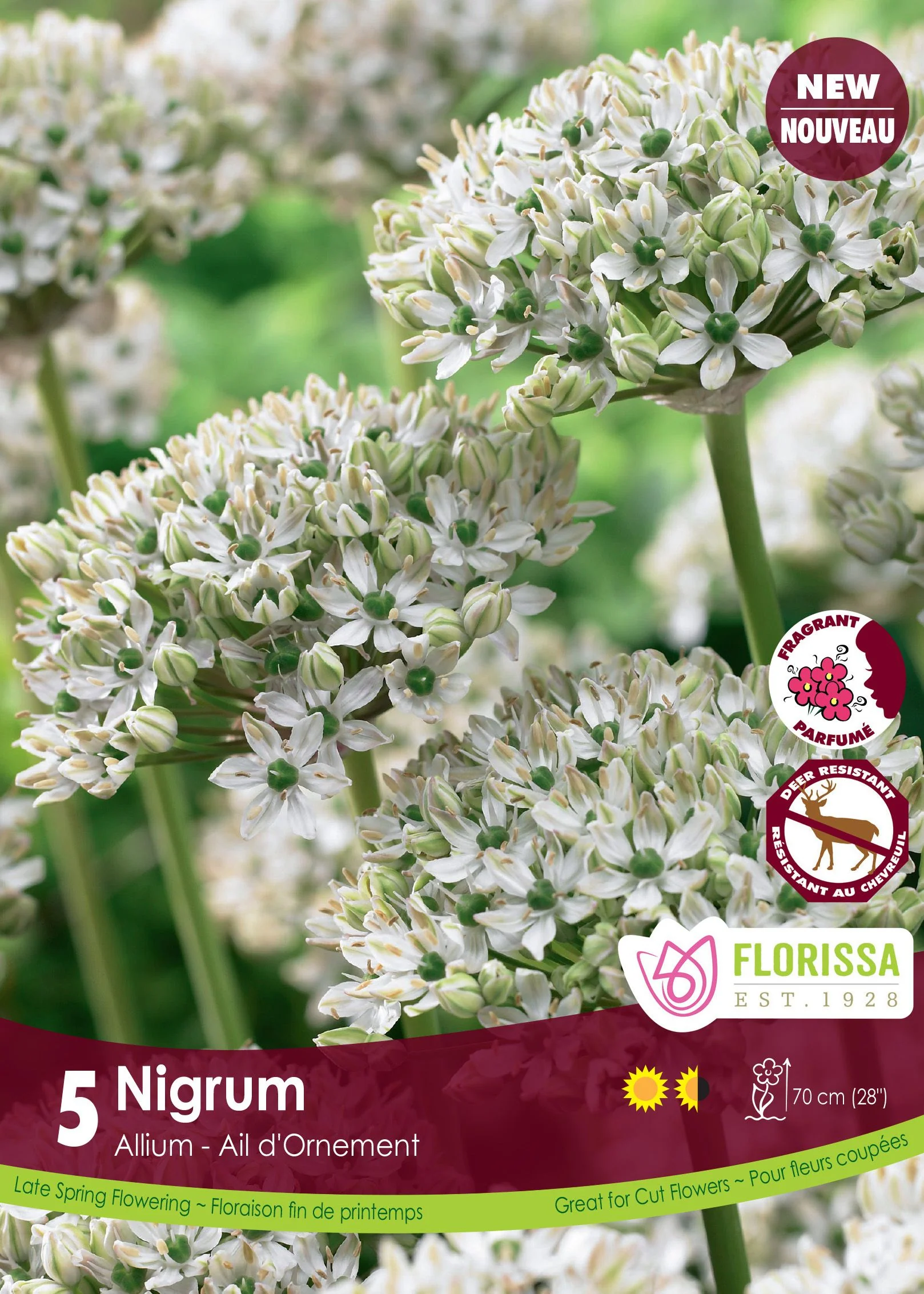 Allium Nigrum