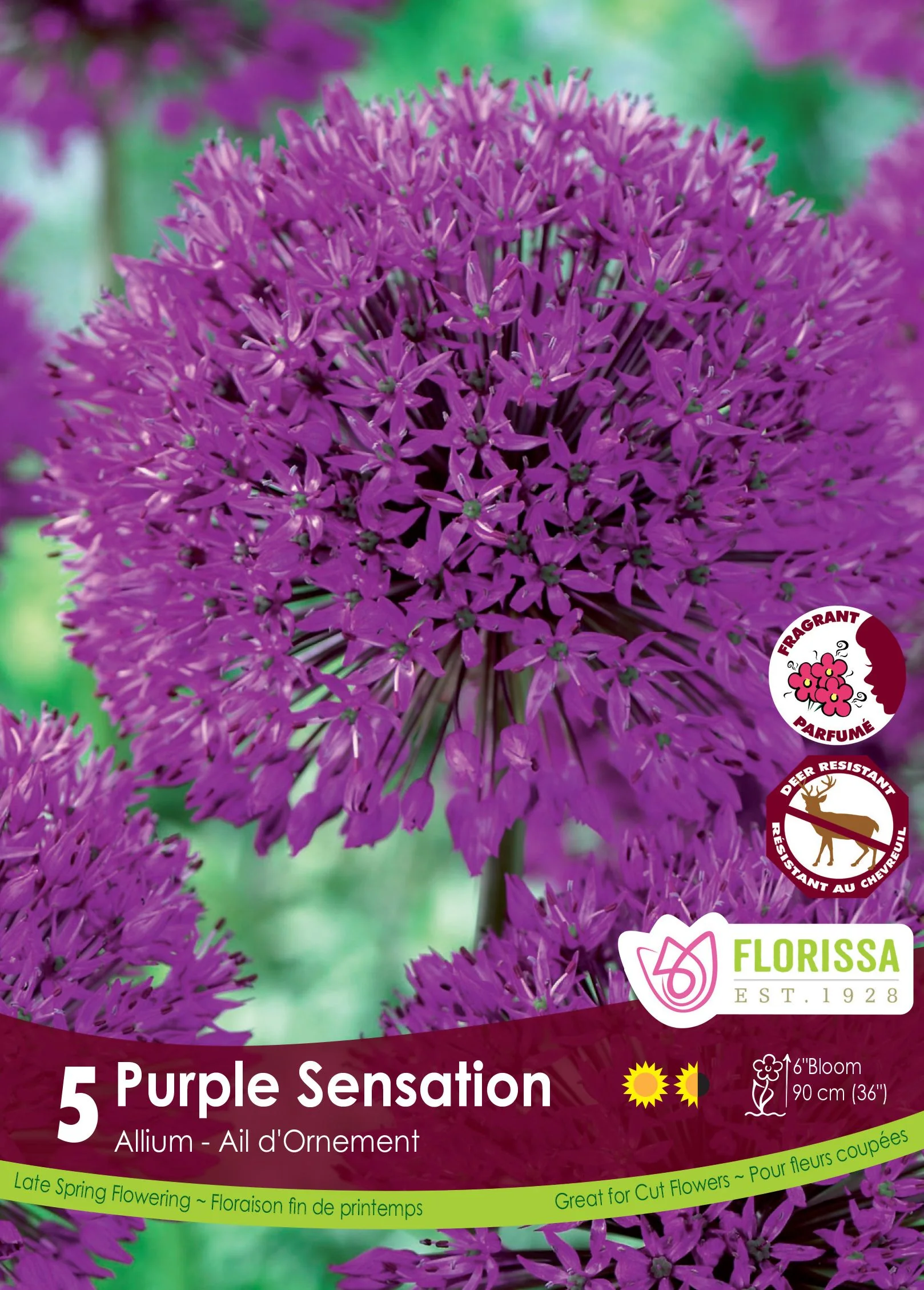 Allium Purple Sensation