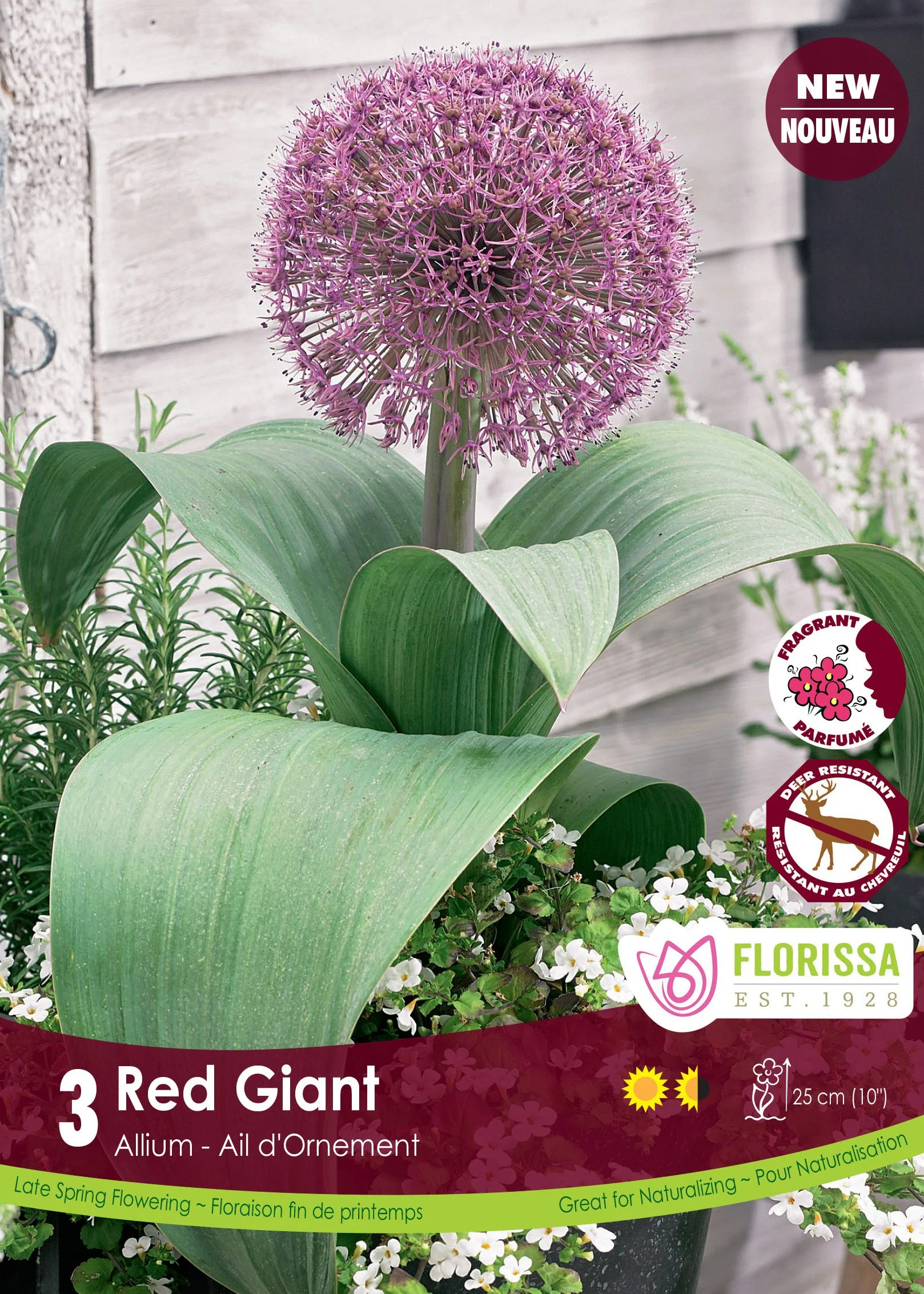 Allium Red Giant