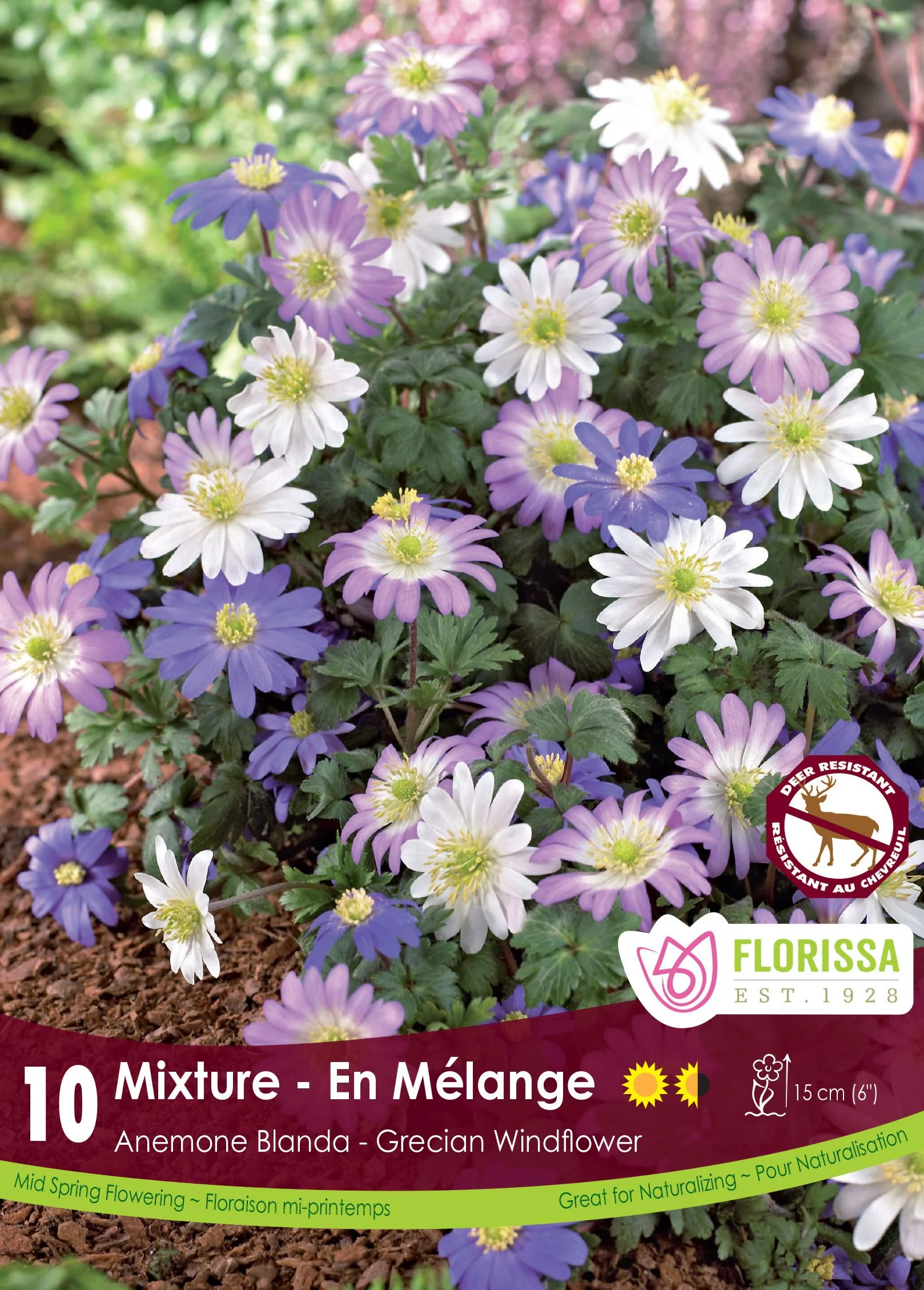 Anémone Blanda Mix