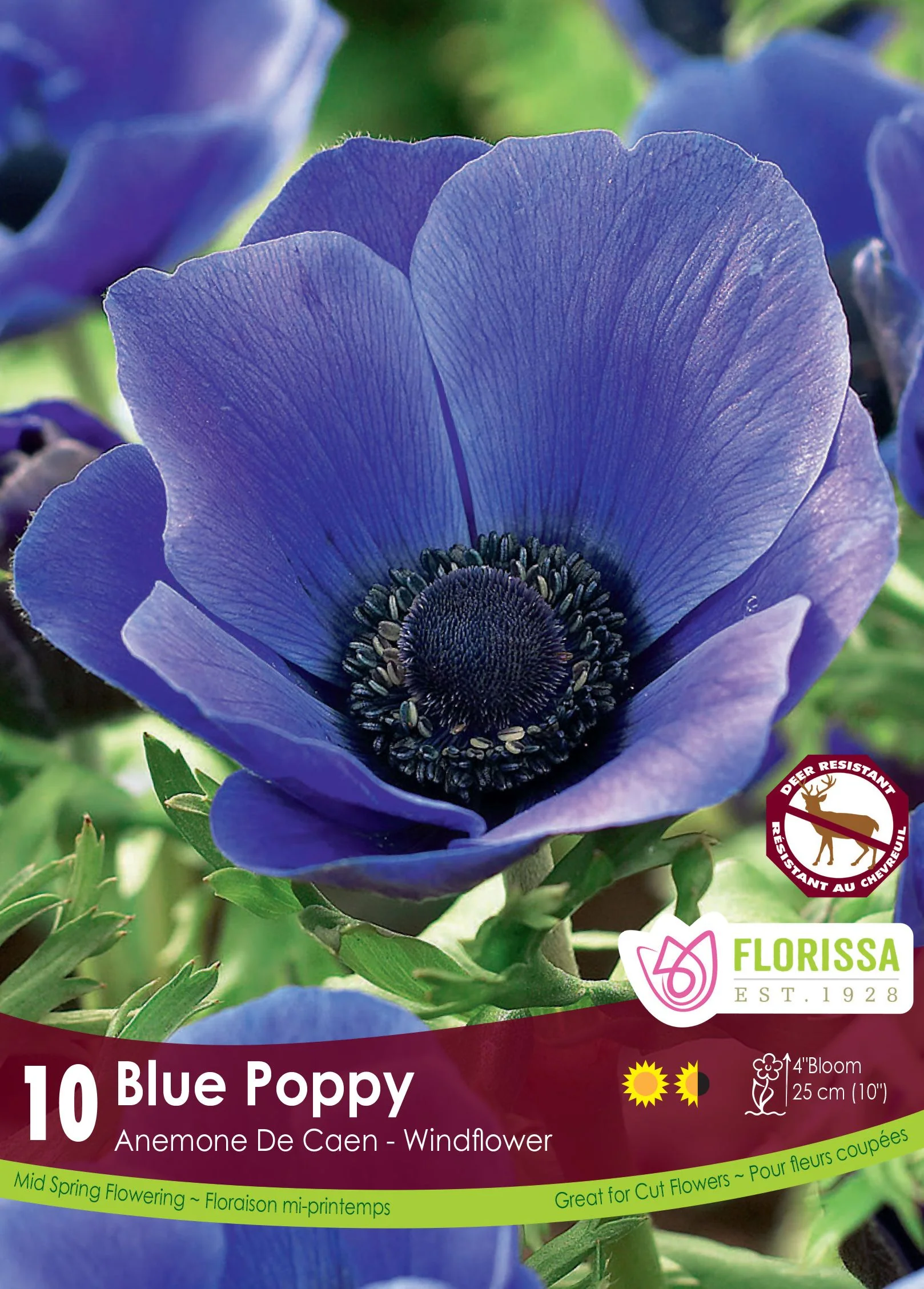 AnĂ©mone De Caen âBlue Poppyâ