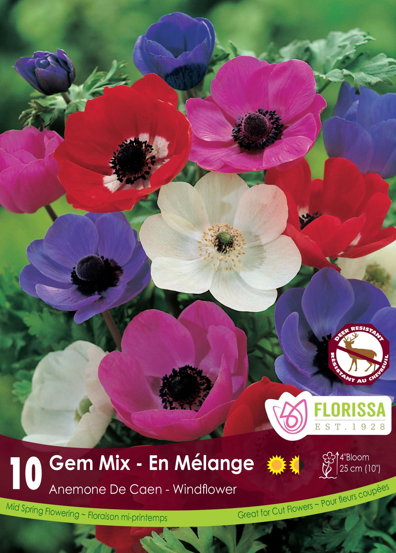 Anémone De Caen Mix