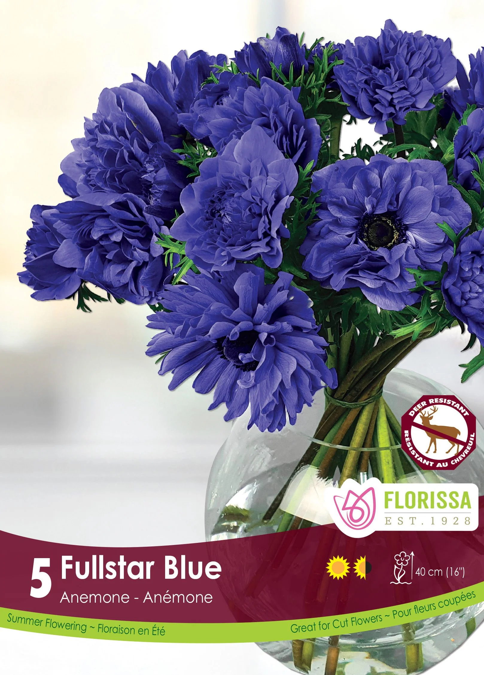 Anémone Fullstar 'Bleu'