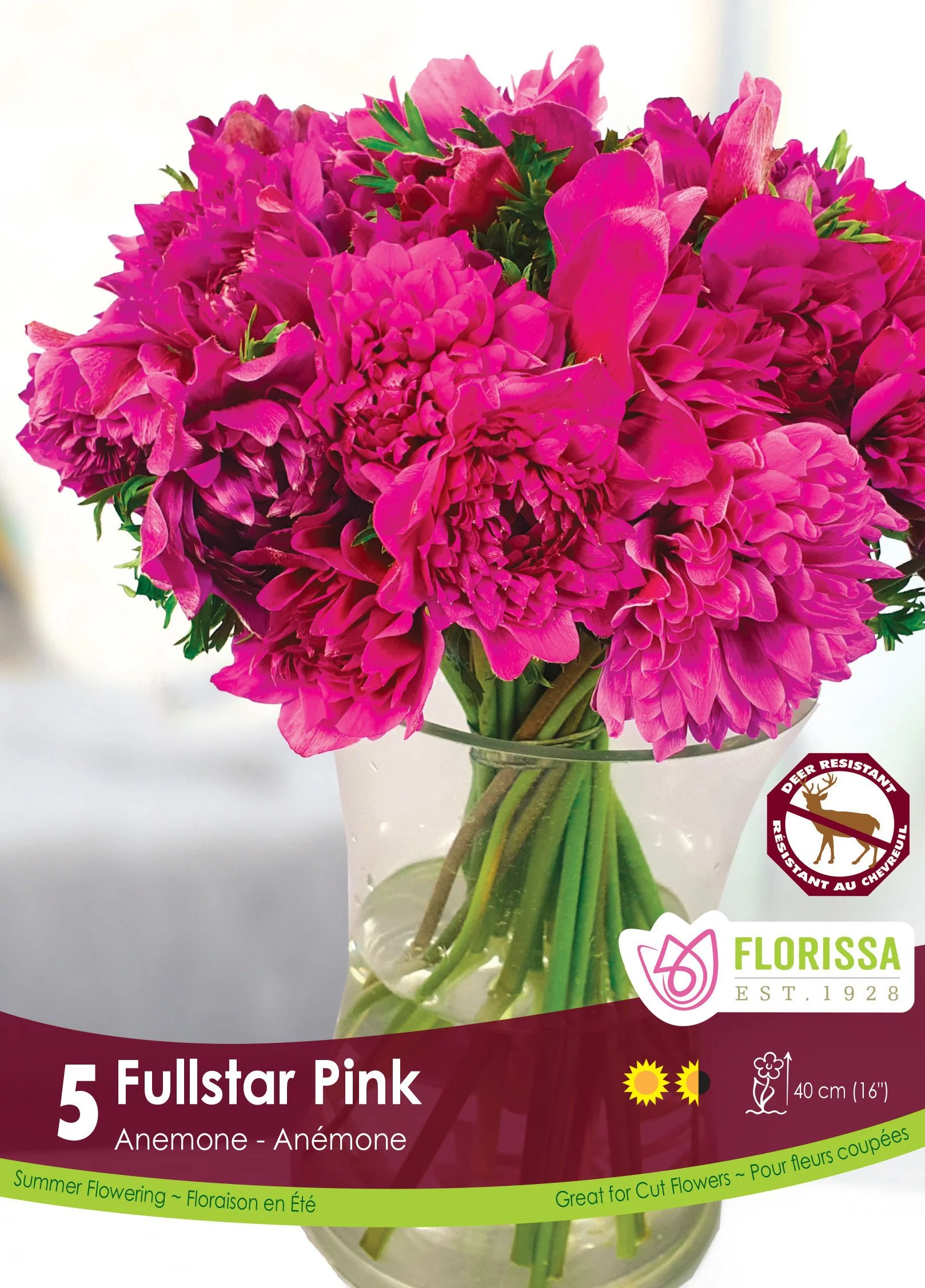 Anémone Fullstar 'Rose'