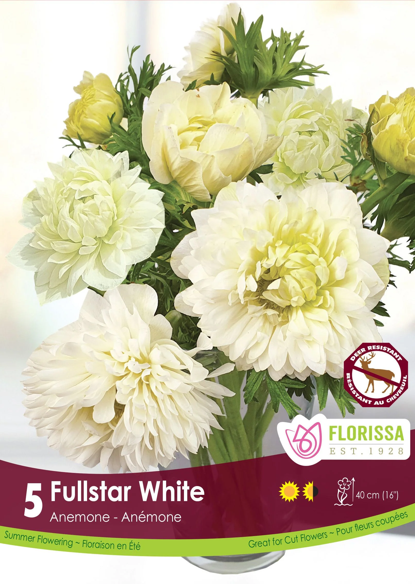 Anémone Fullstar 'Blanc'