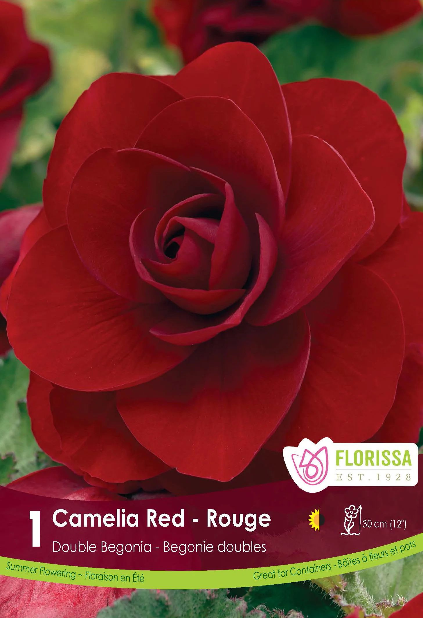 Bégonia Double Camelia 'Rouge'