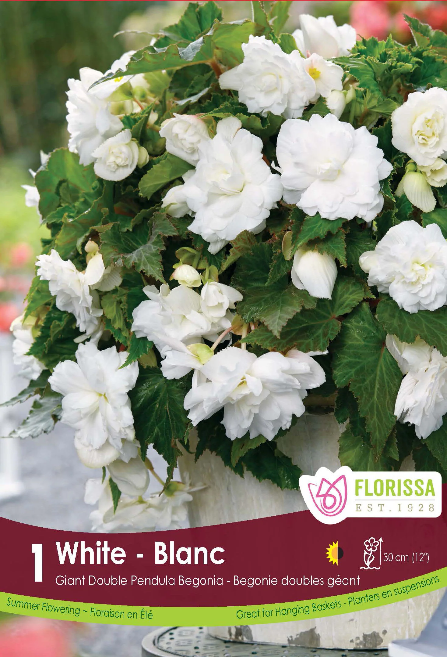 Bégonia Double Pendula 'Blanc'