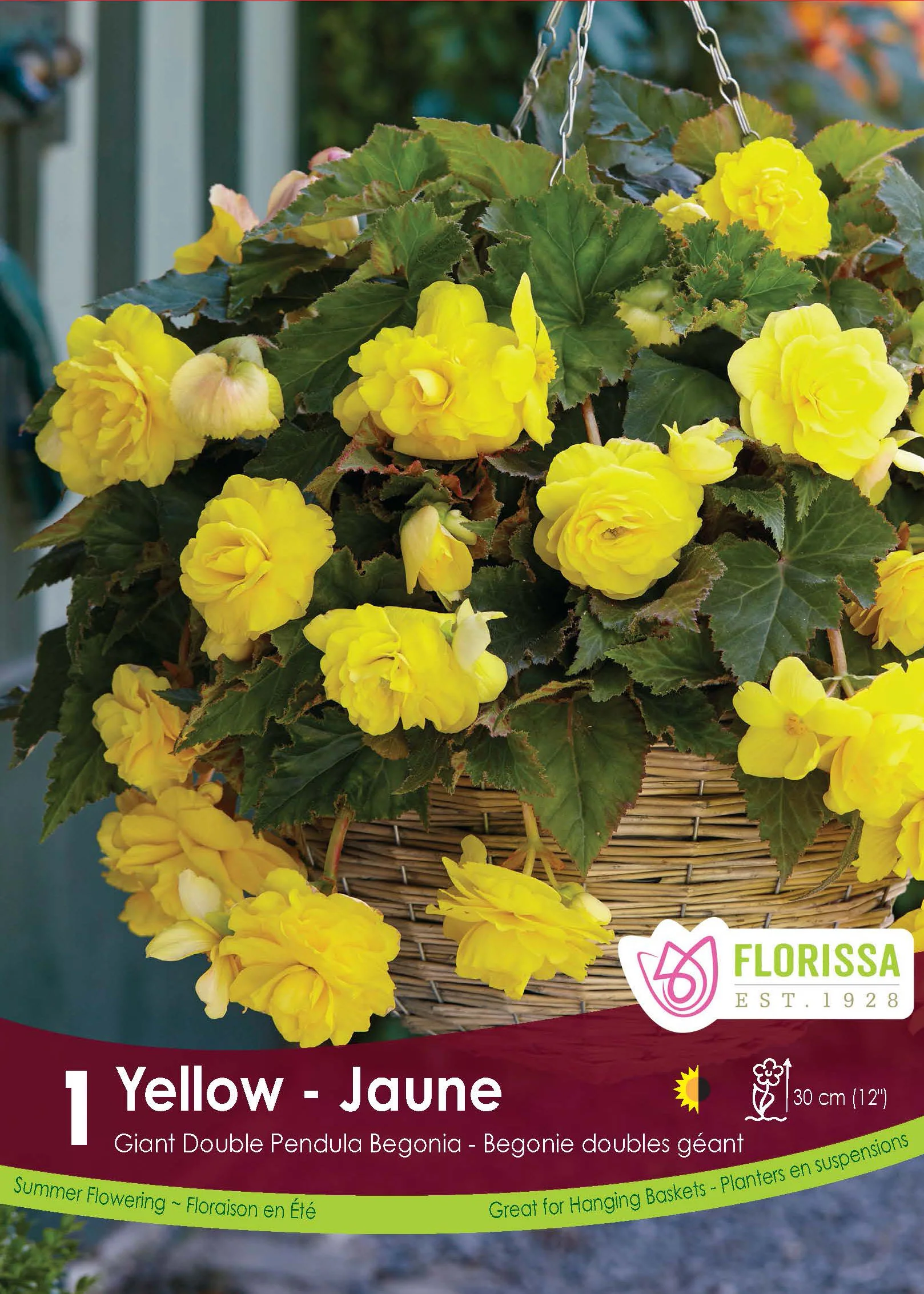 Bégonia Double Pendula 'Jaune'