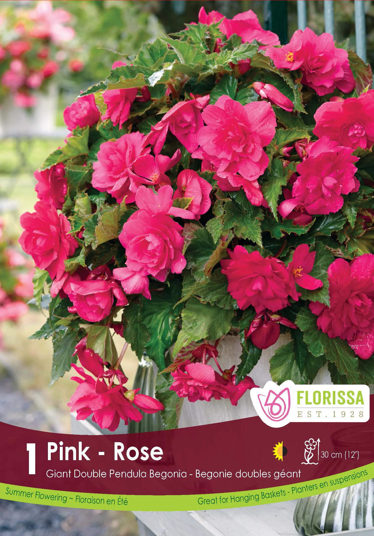 Bégonia Double Pendula 'Rose'