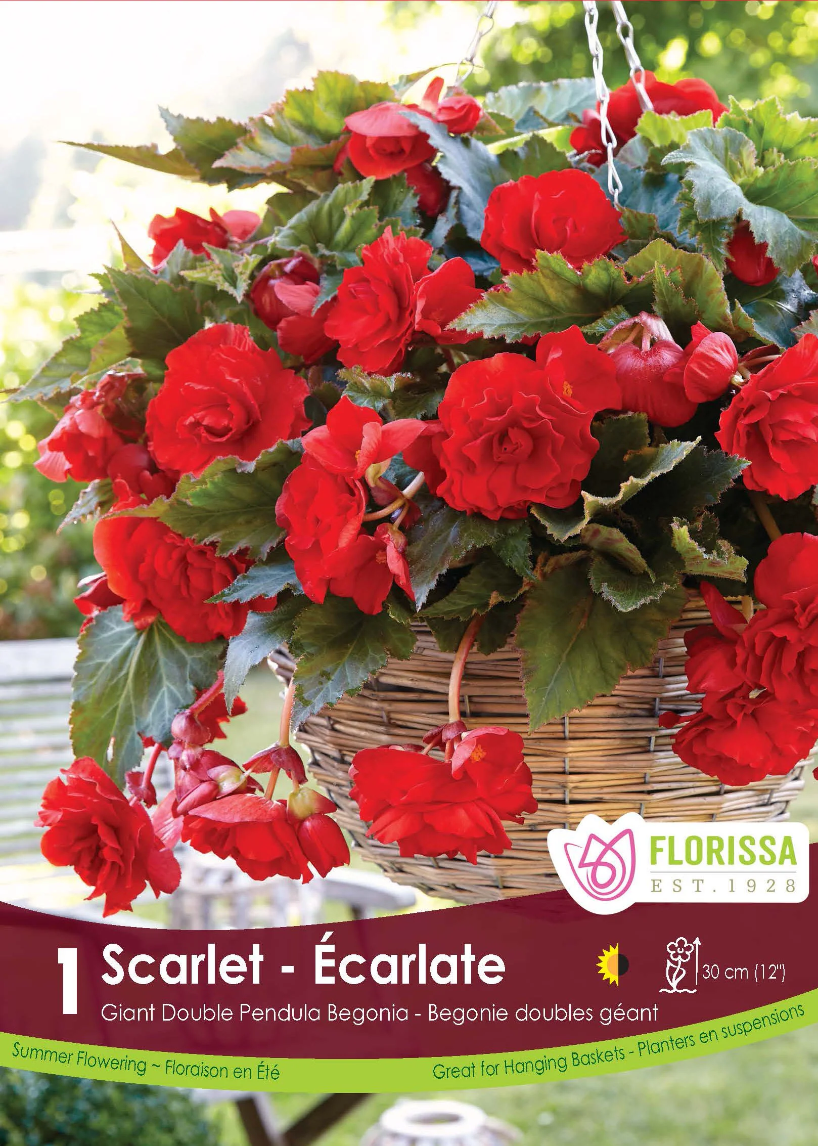 BĂ©gonia âDouble Pendula Scarletâ