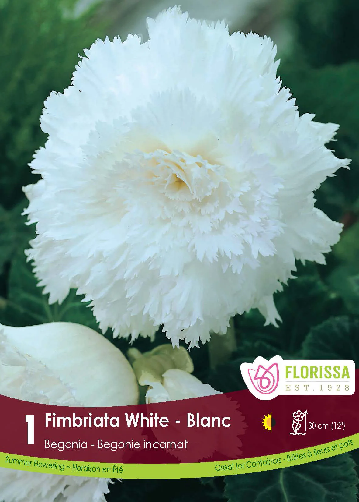Bégonia Fimbriata 'Blanc'