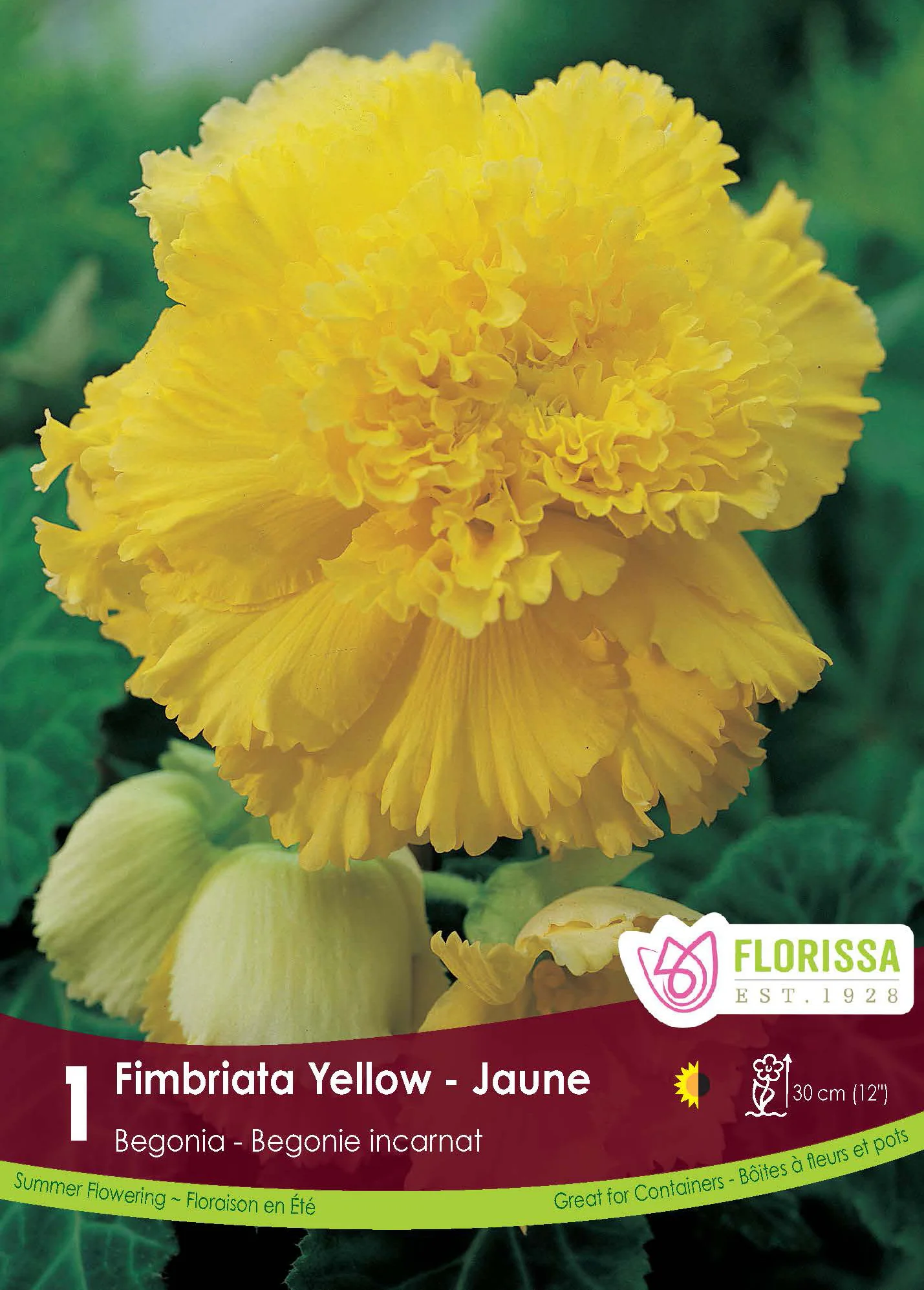 Bégonia Fimbriata 'Jaune'