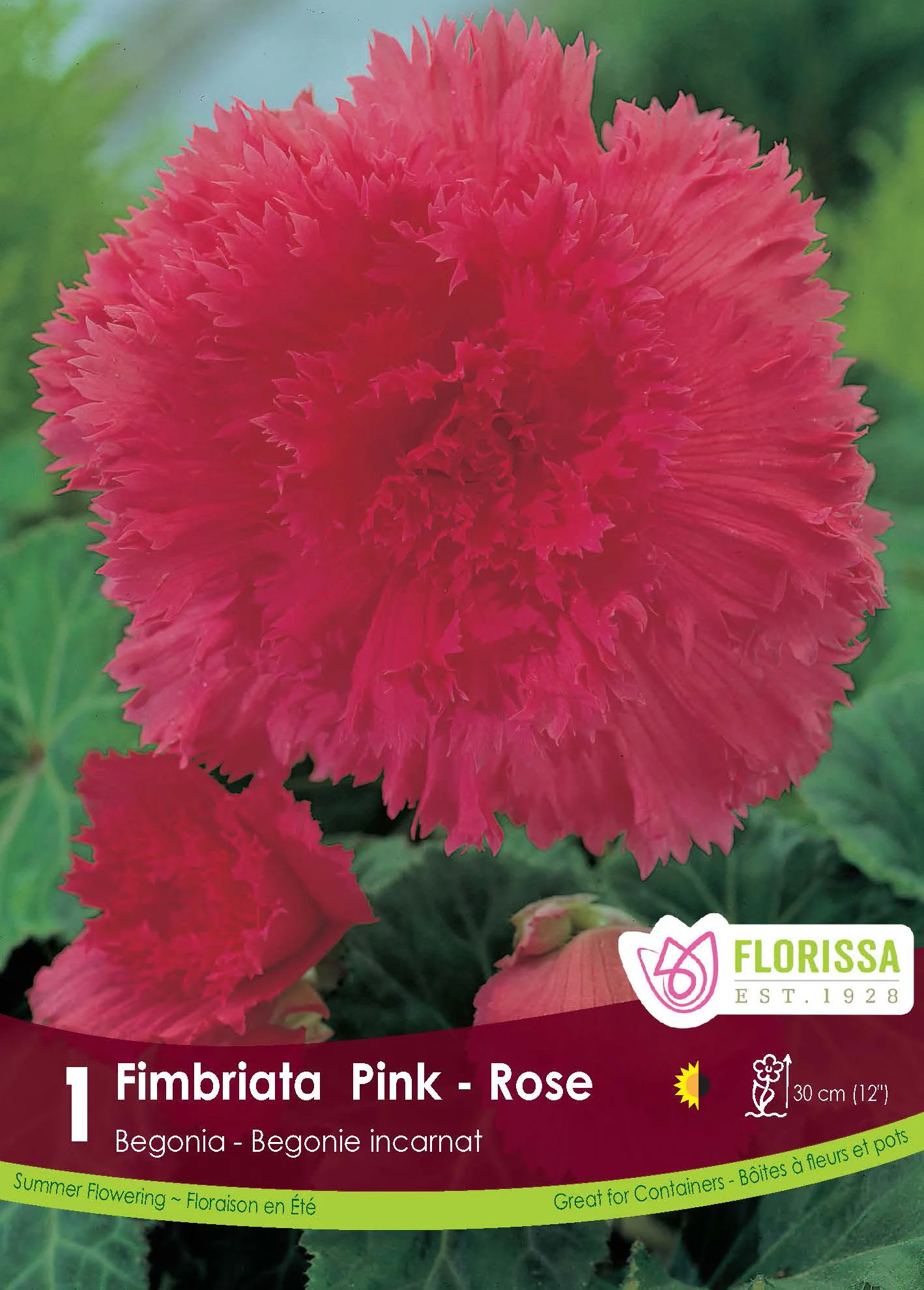 Bégonia Fimbriata 'Rose'
