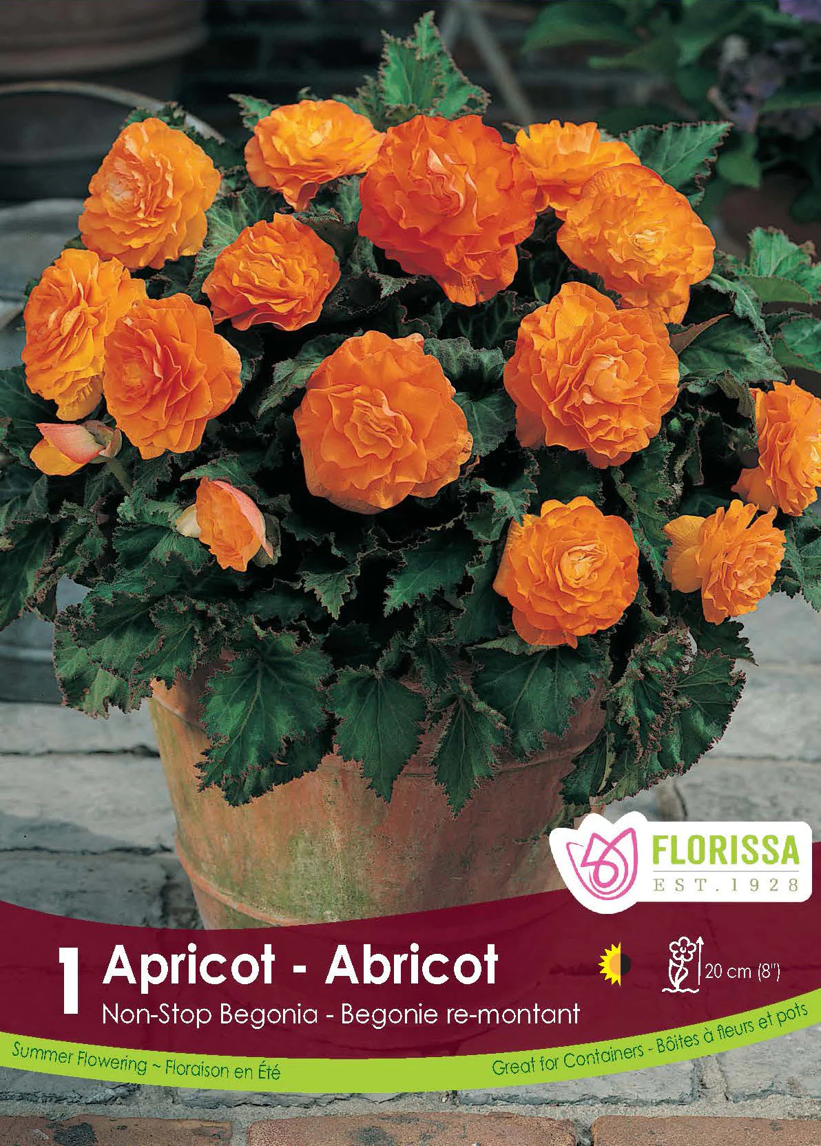Bégonia Non-stop 'Abricot'