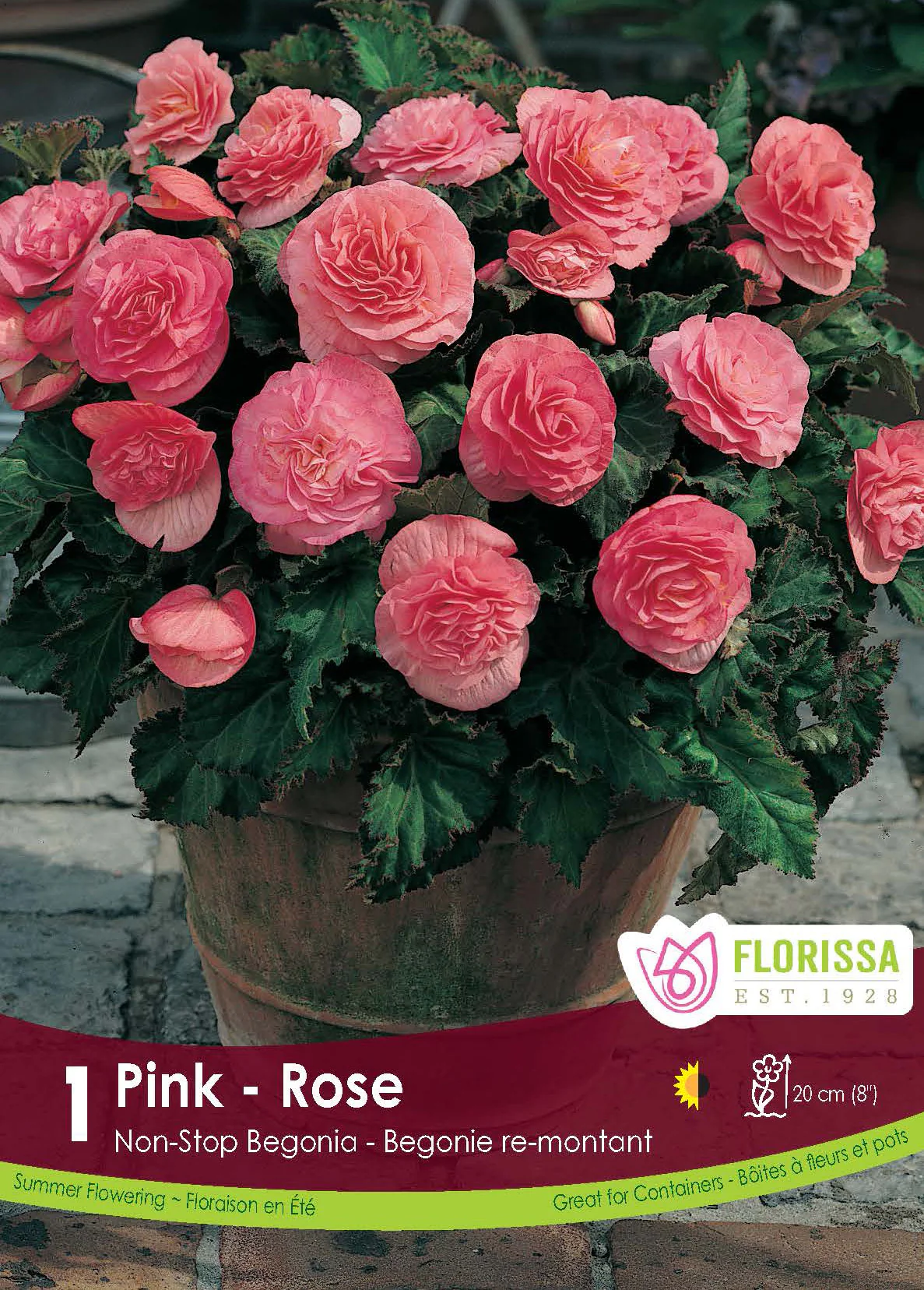 Bégonia Non-stop 'Rose'