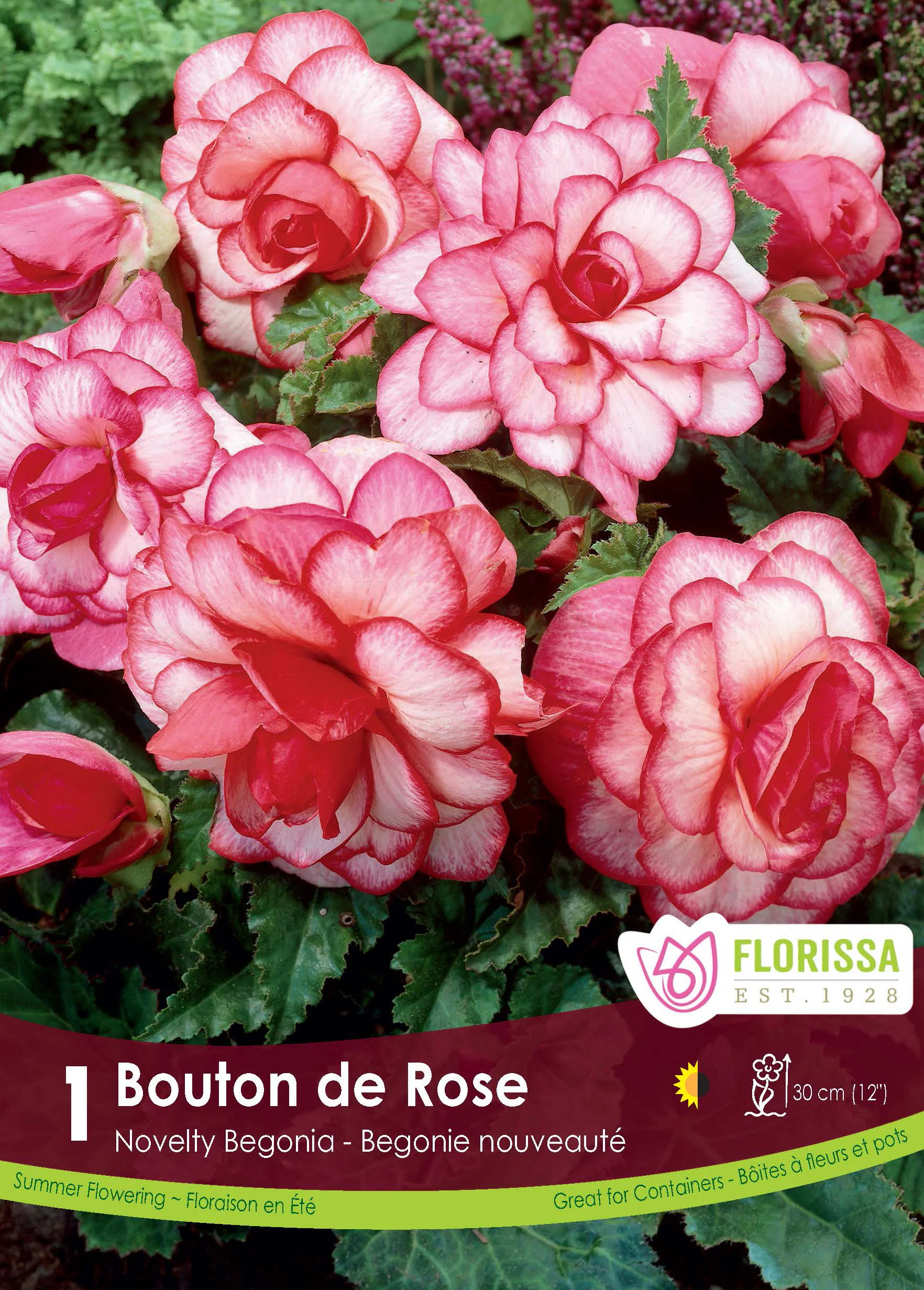 Bégonia Novelty 'Bouton de Rose'