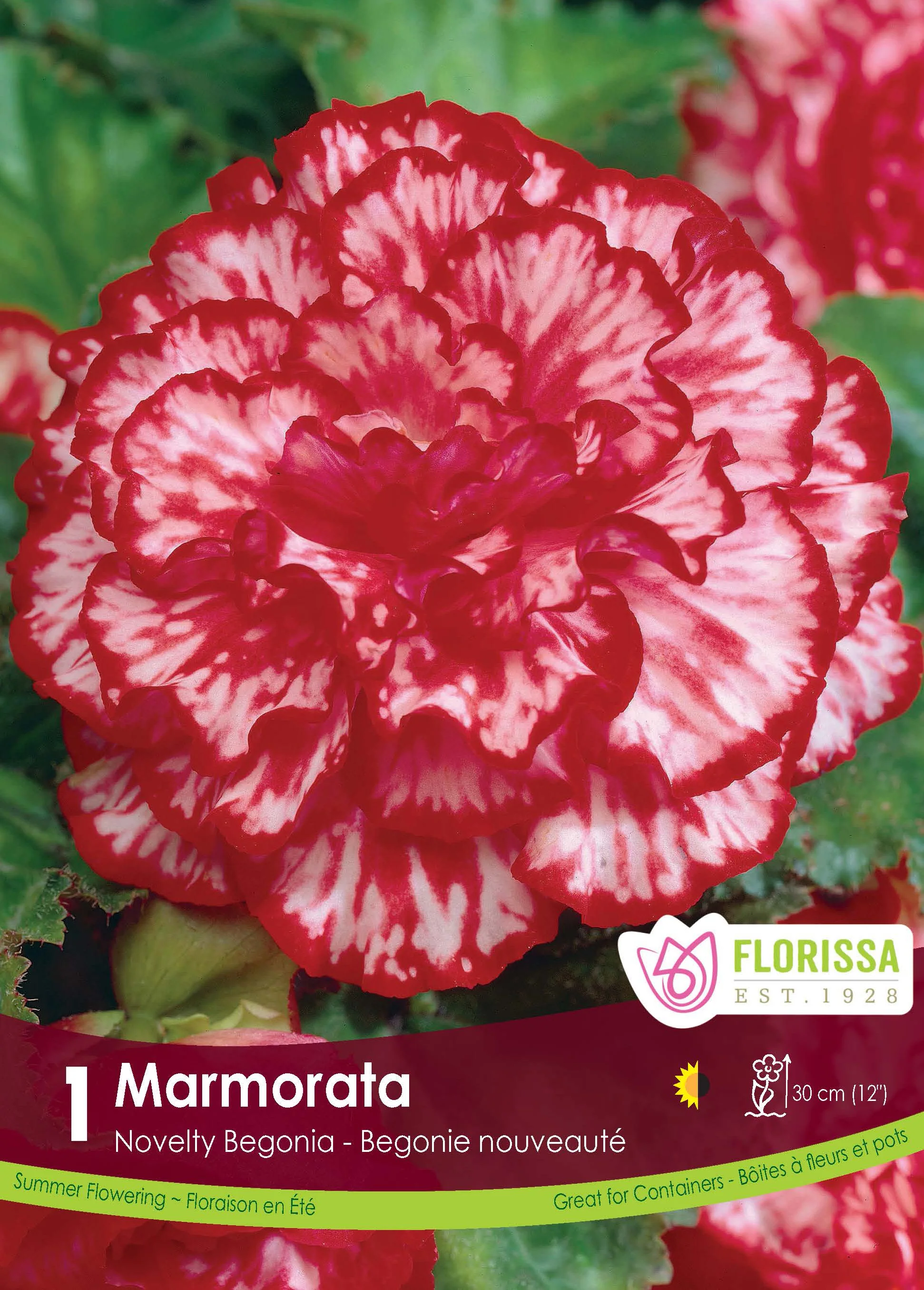 BĂ©gonia âNovelty Marmorataâ