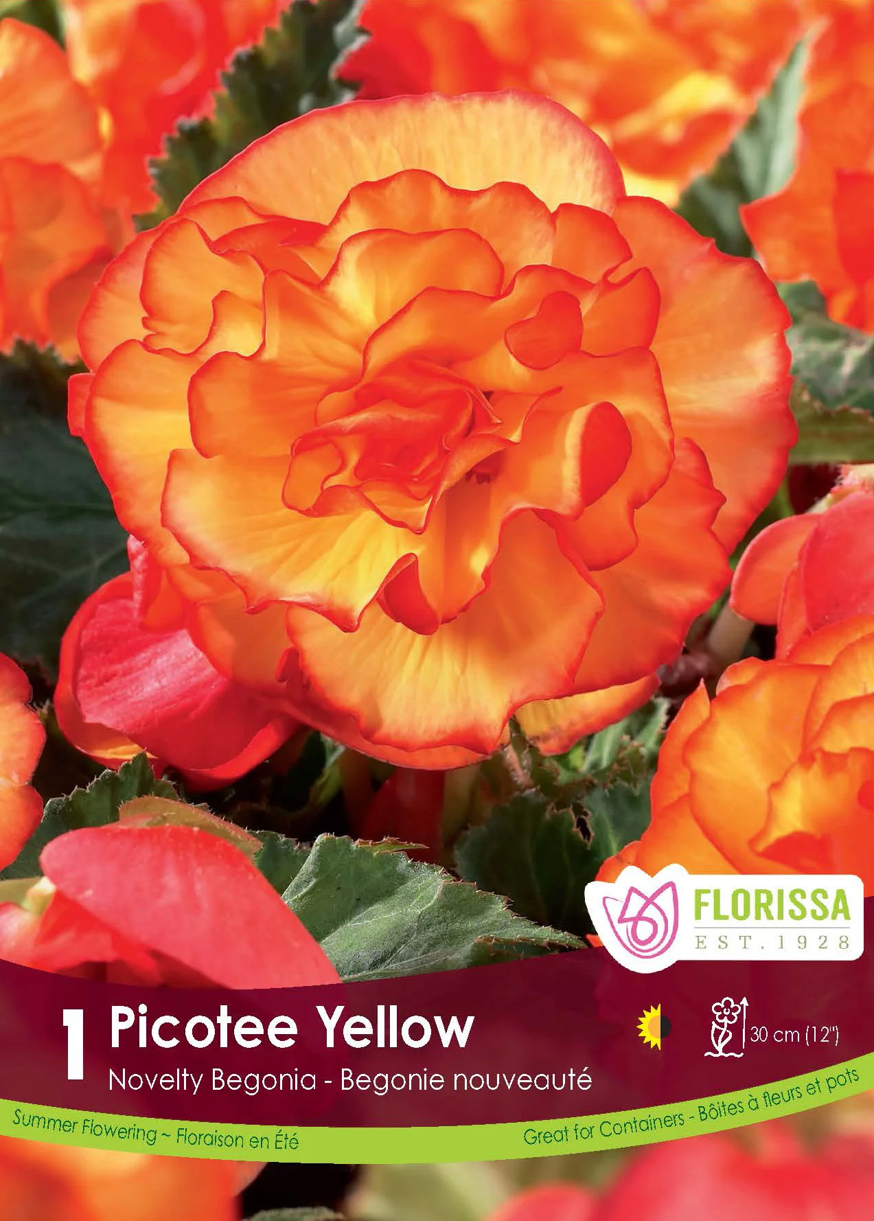 Bégonia Novelty 'Picotée Jaune'