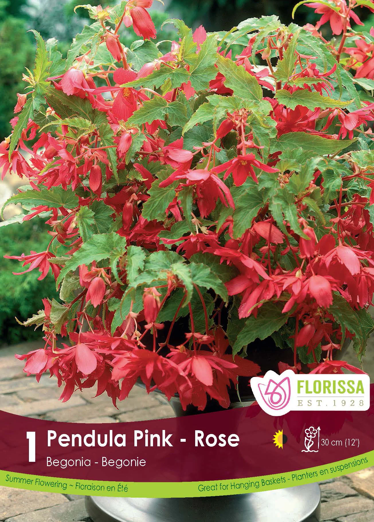 BĂ©gonia âPendula Roseâ