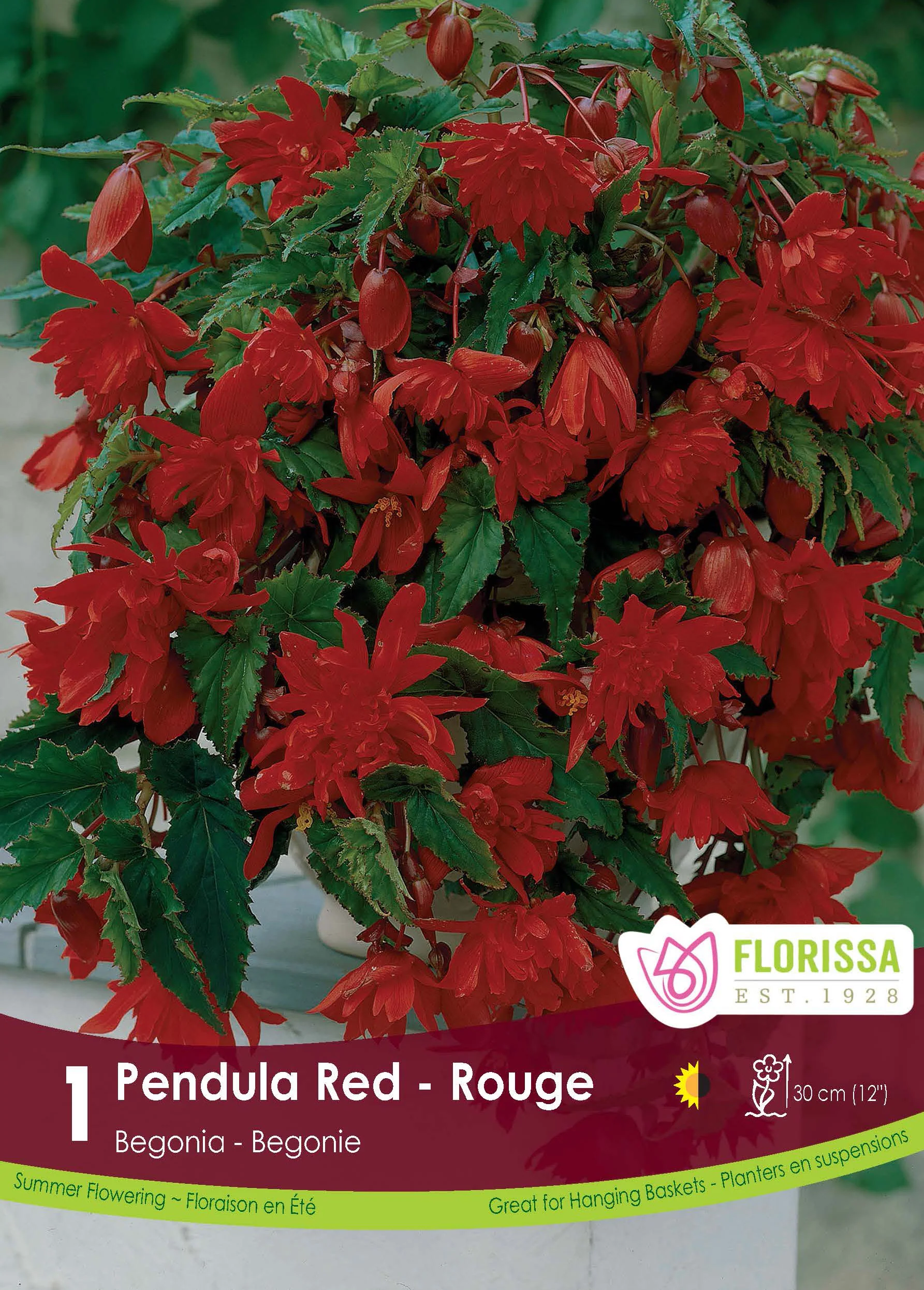 BĂ©gonia âPendula Rougeâ