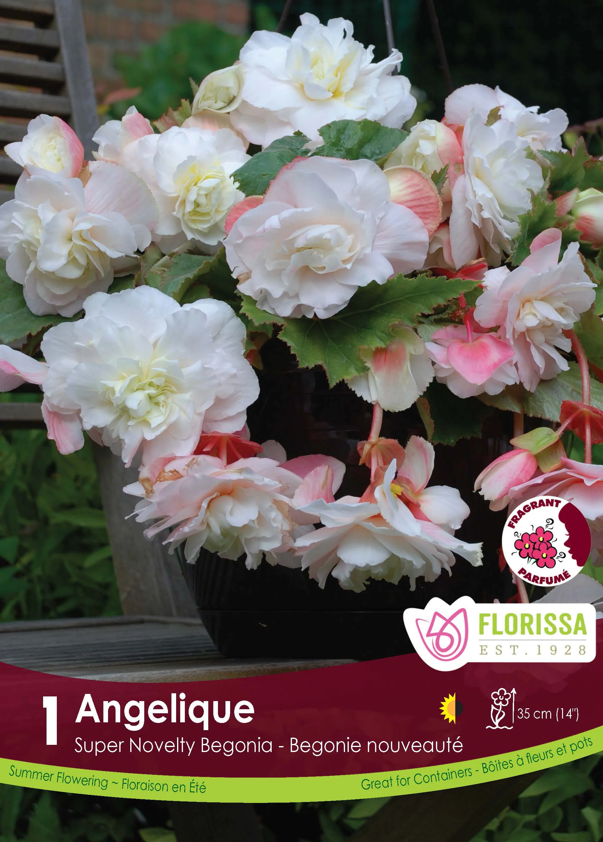 Bégonia Super Novelty 'Angélique'